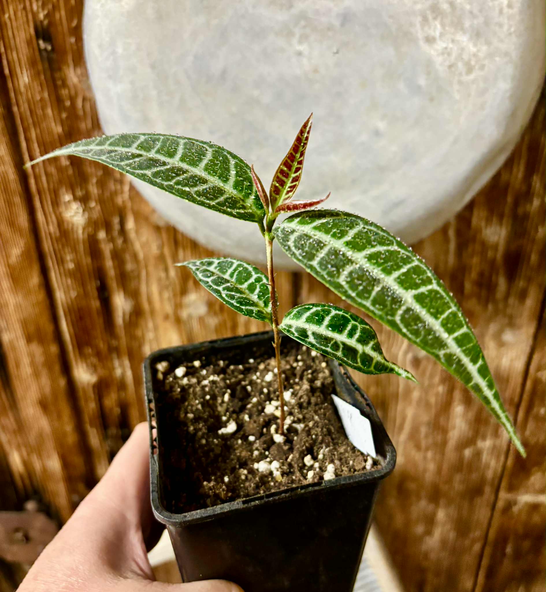 Eugenia sp Labisia -  1 potted seedling / 1 getopfter Sämling