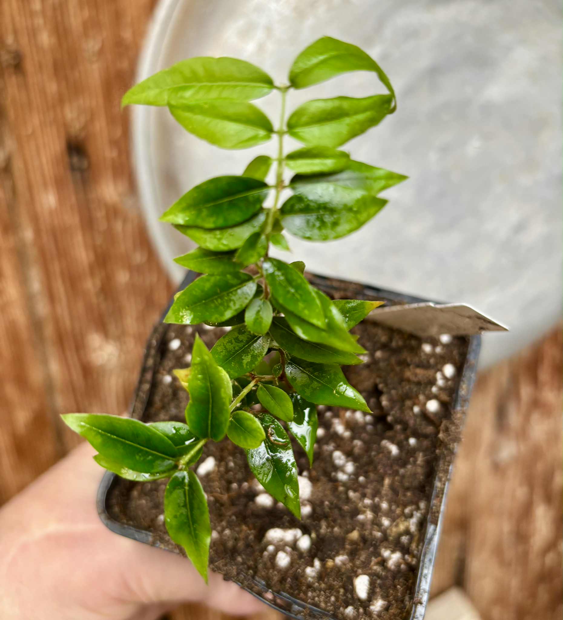 Jaboticaba - Plinia sp Pingo de Mel (Vilela A3) -  1 potted seedling / 1  getopfter Sämling