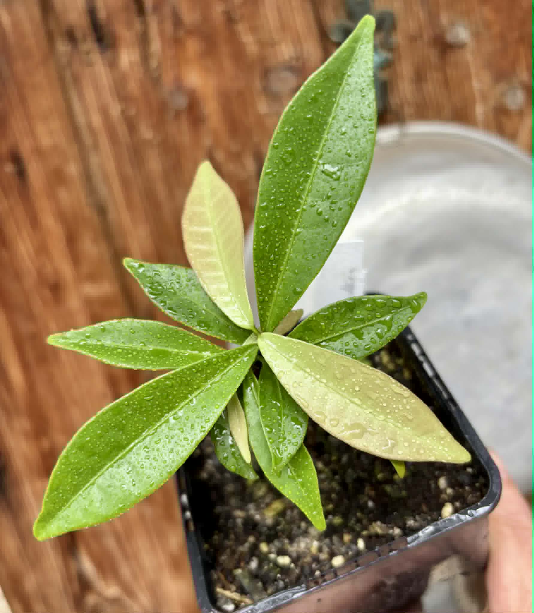 Eugenia sp Batinga Verdadeira -  1 potted plant / 1 getopfte Pflanze