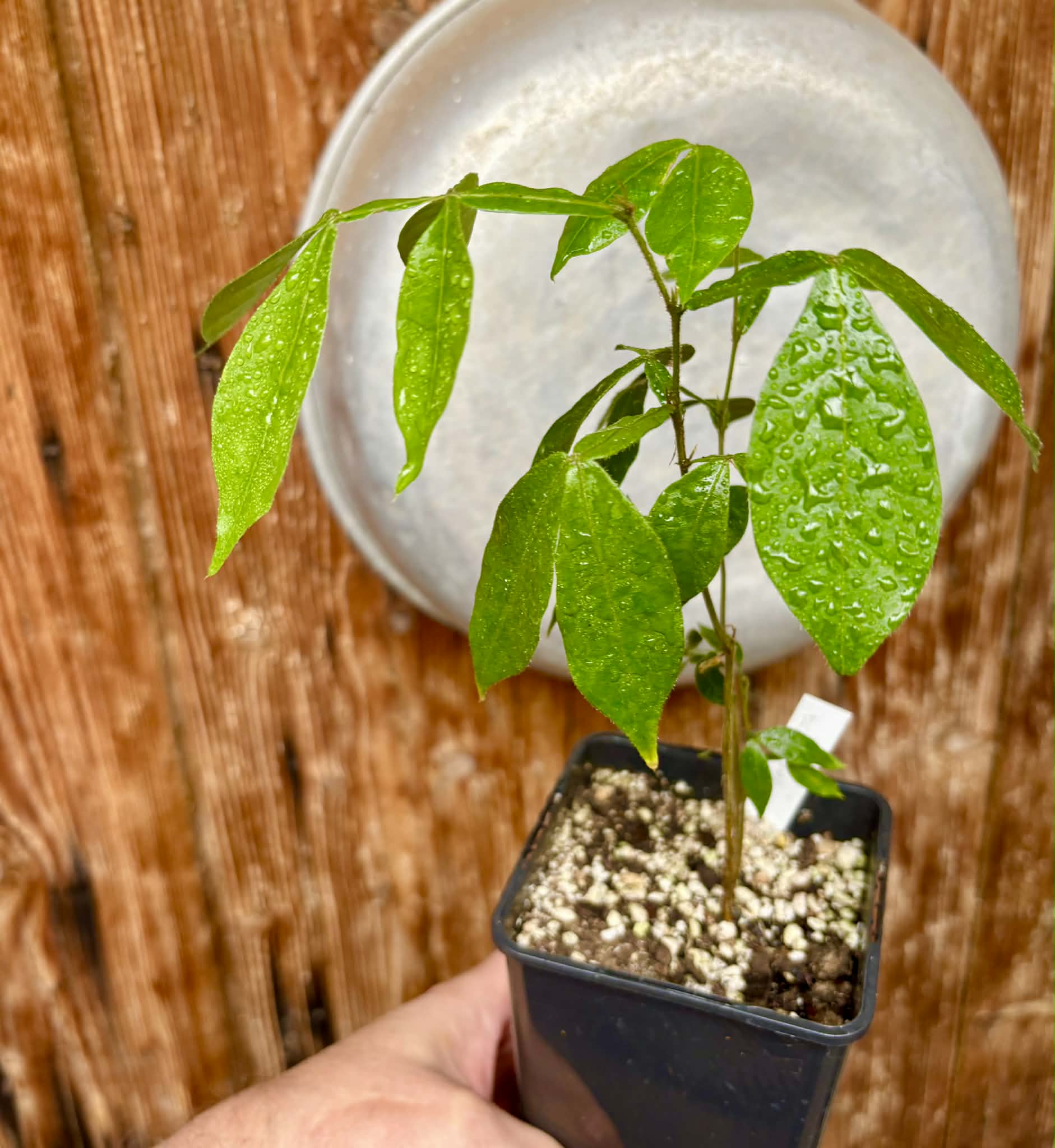 Inga vera  - 1 potted plant / 1 getopfte Pflanze