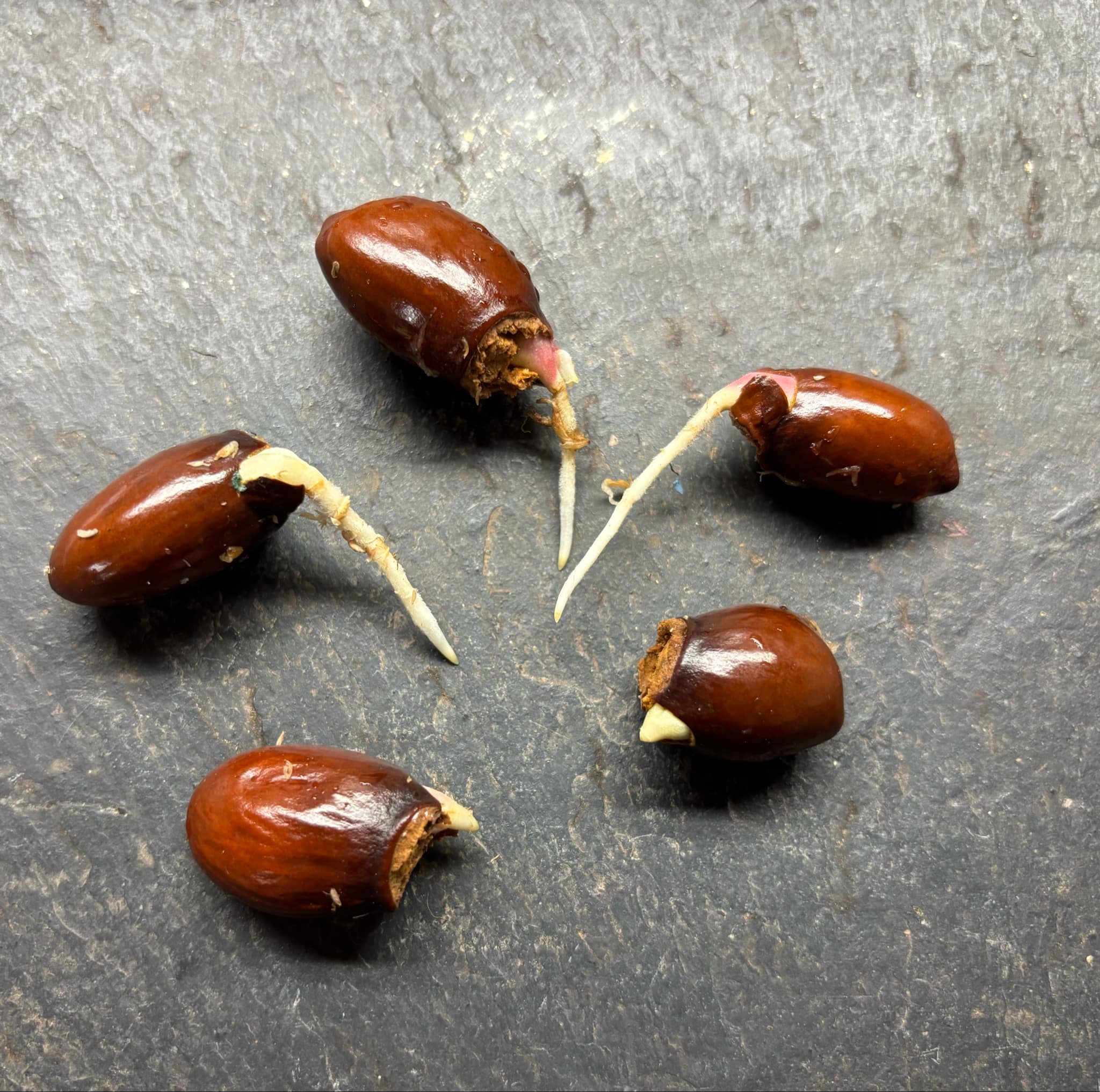 Litchi chinensis - var. Fei Zi Xiao (Litchi chinensis) - 1 germinated seed / 1 gekeimter Samen
