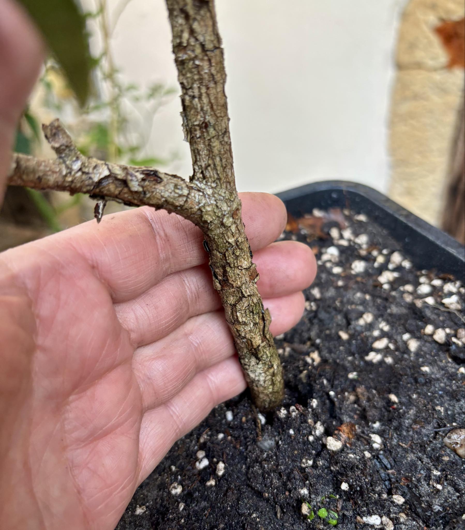 6 years old - Cedar Bay Cherry (Eugenia reinwardtiana) - 1 potted plant / 1 getopfte Pflanze