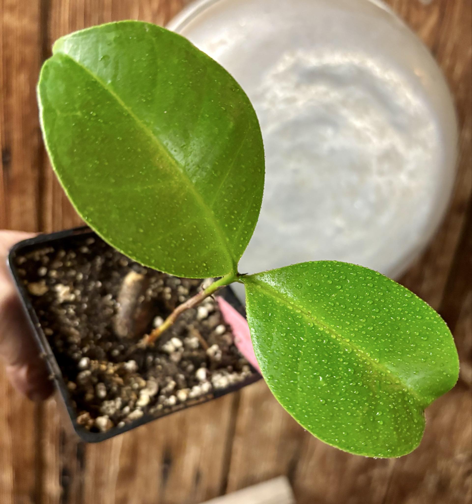 Eugenia sp Terebinthina - 1 potted seedling / 1 getopfter Sämling