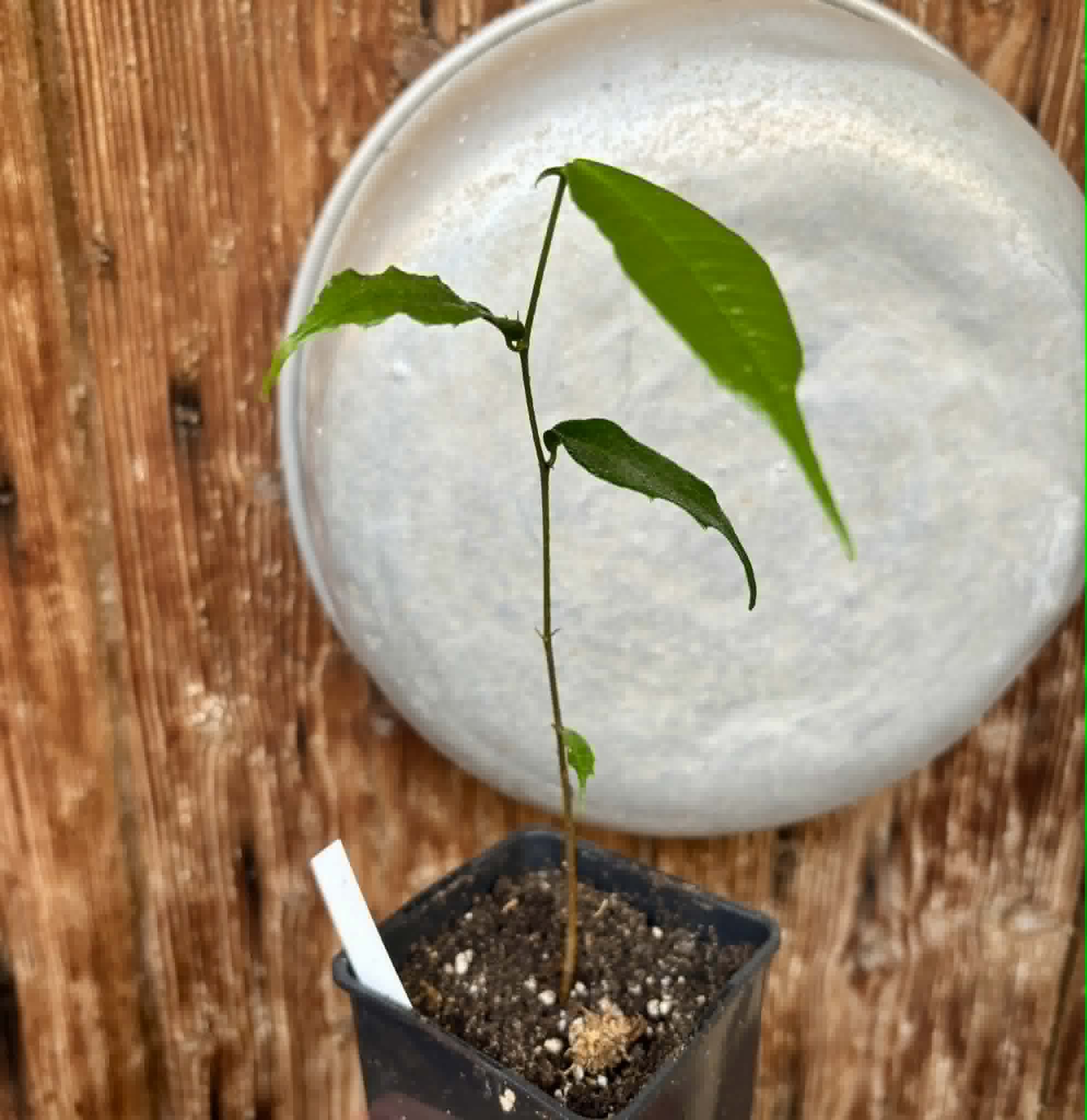 Brosimum alicastrum - Maya nut / Maya Nuss - 1 potted plant / 1 getopfte Pflanze