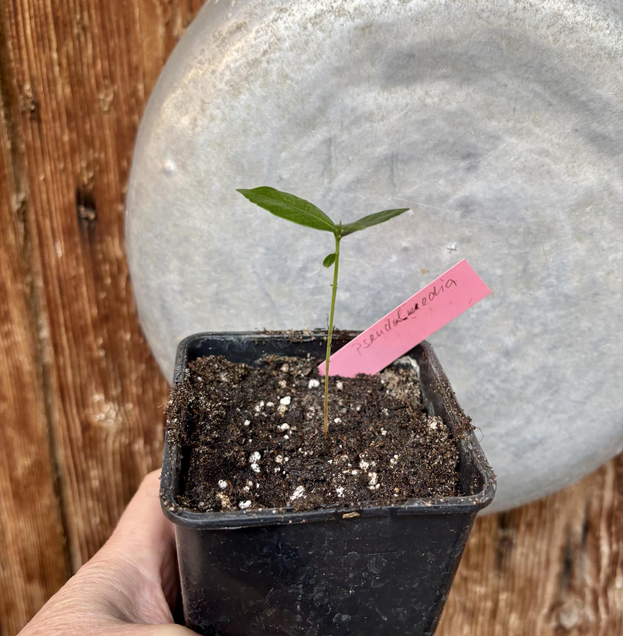 Pseudolmedia laevis - 1 potted seedling / 1 getopfter Sämling