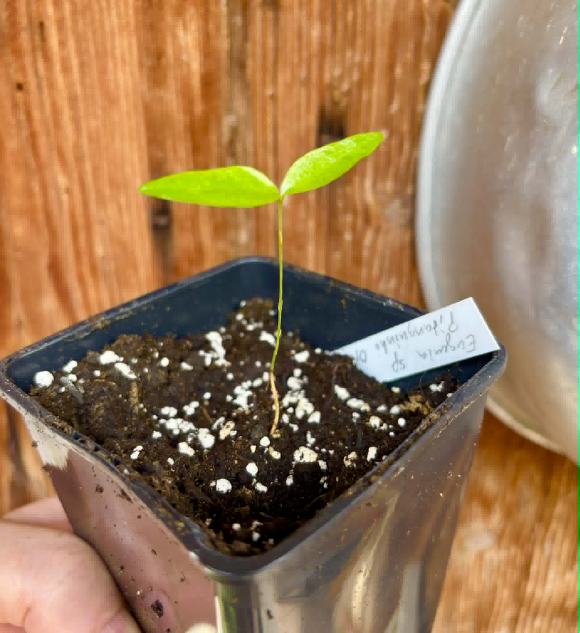 Eugenia sp Pitanguinha Orange - 1 potted seedling / 1 getopfter Sämling