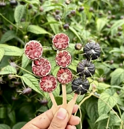 Spiderberry (Cyclocodon lancifolius) - 10 fresh seeds / 10 frische Samen