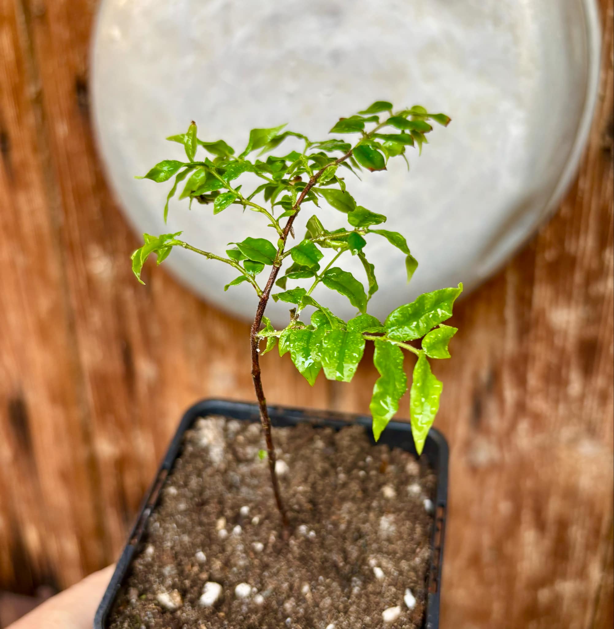 Myrciaria floribunda var. yellow - 1 potted plant / 1 getopfte Pflanze