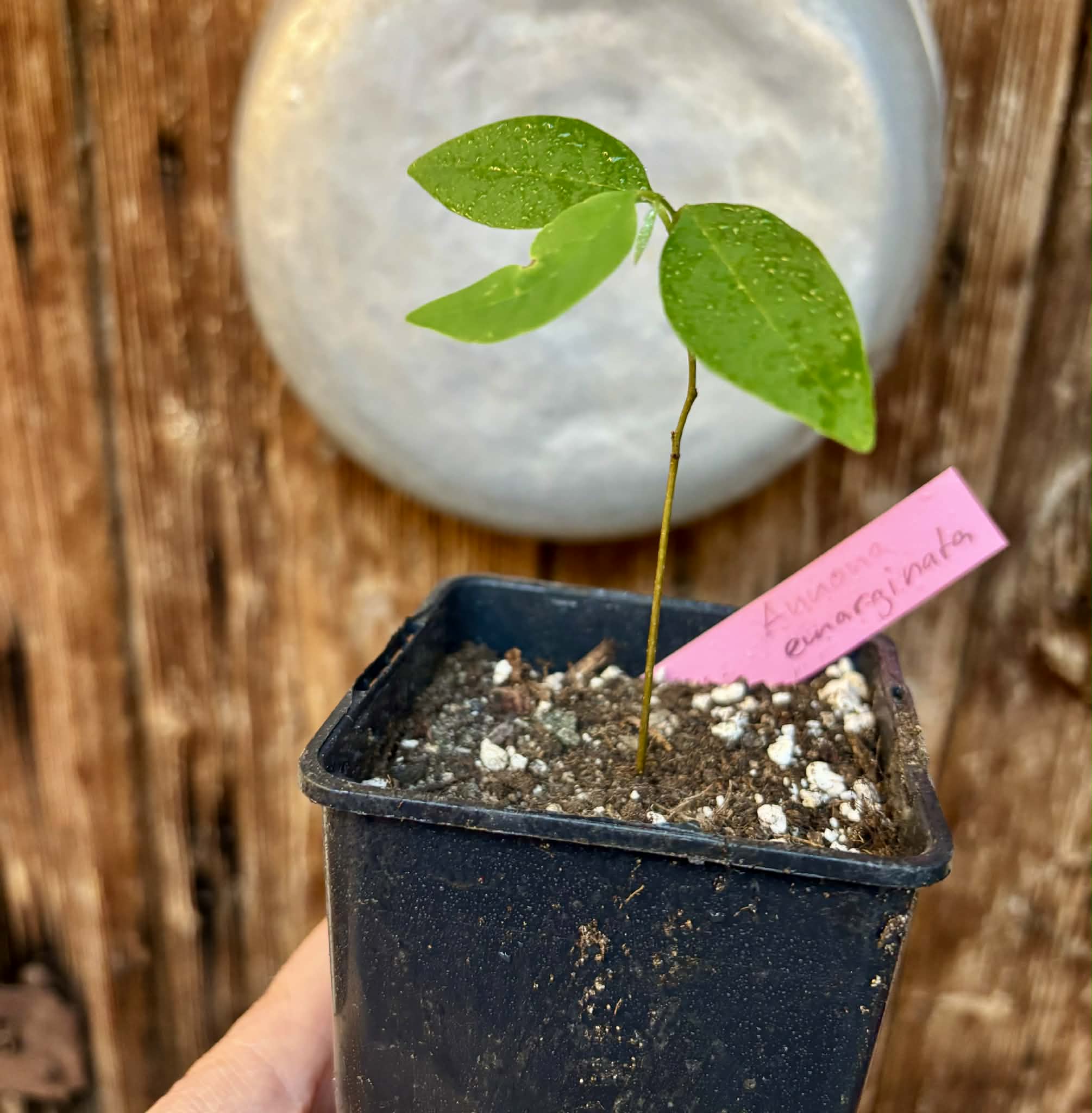 Annona emarginata - 1 potted plant / 1 getopfte Pflanze 
