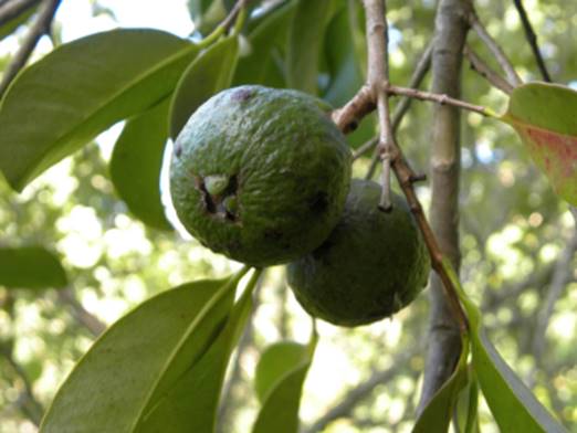ARAÇA-AÇU (Psidium arboreum)  - 1 potted seedling / 1 getopfter Sämling