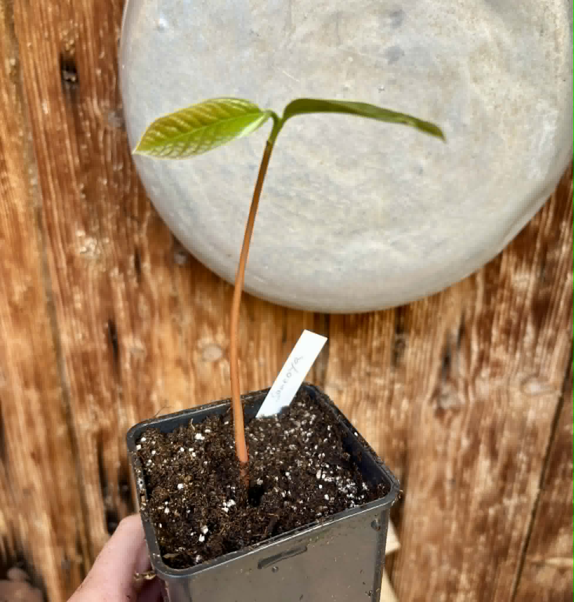 Annona purpurea - Soncoya - 1 potted plant / 1 getopfte Pflanze