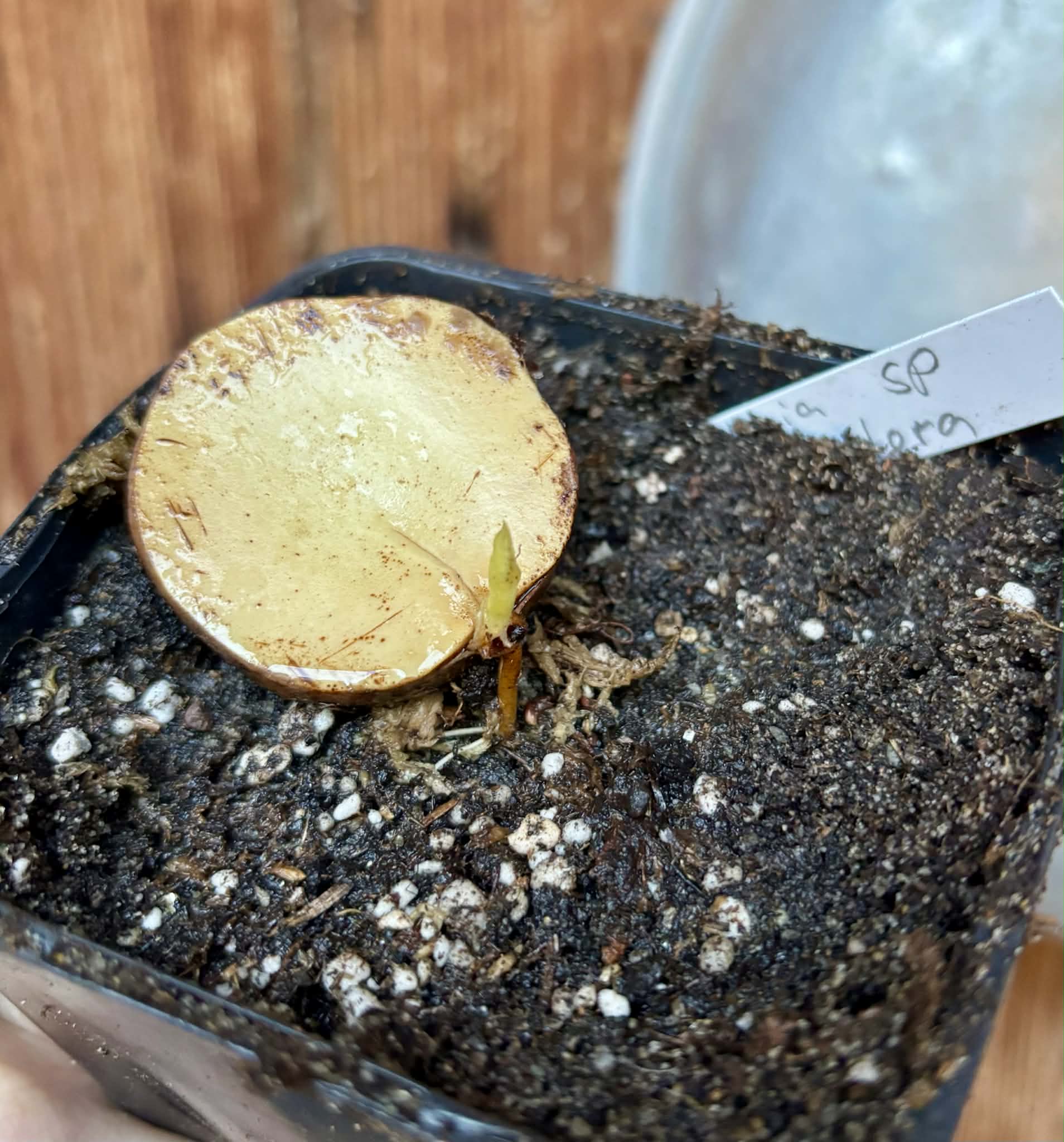 Plinia sp Sedutora -  1 potted seedling / 1 getopfter Sämling