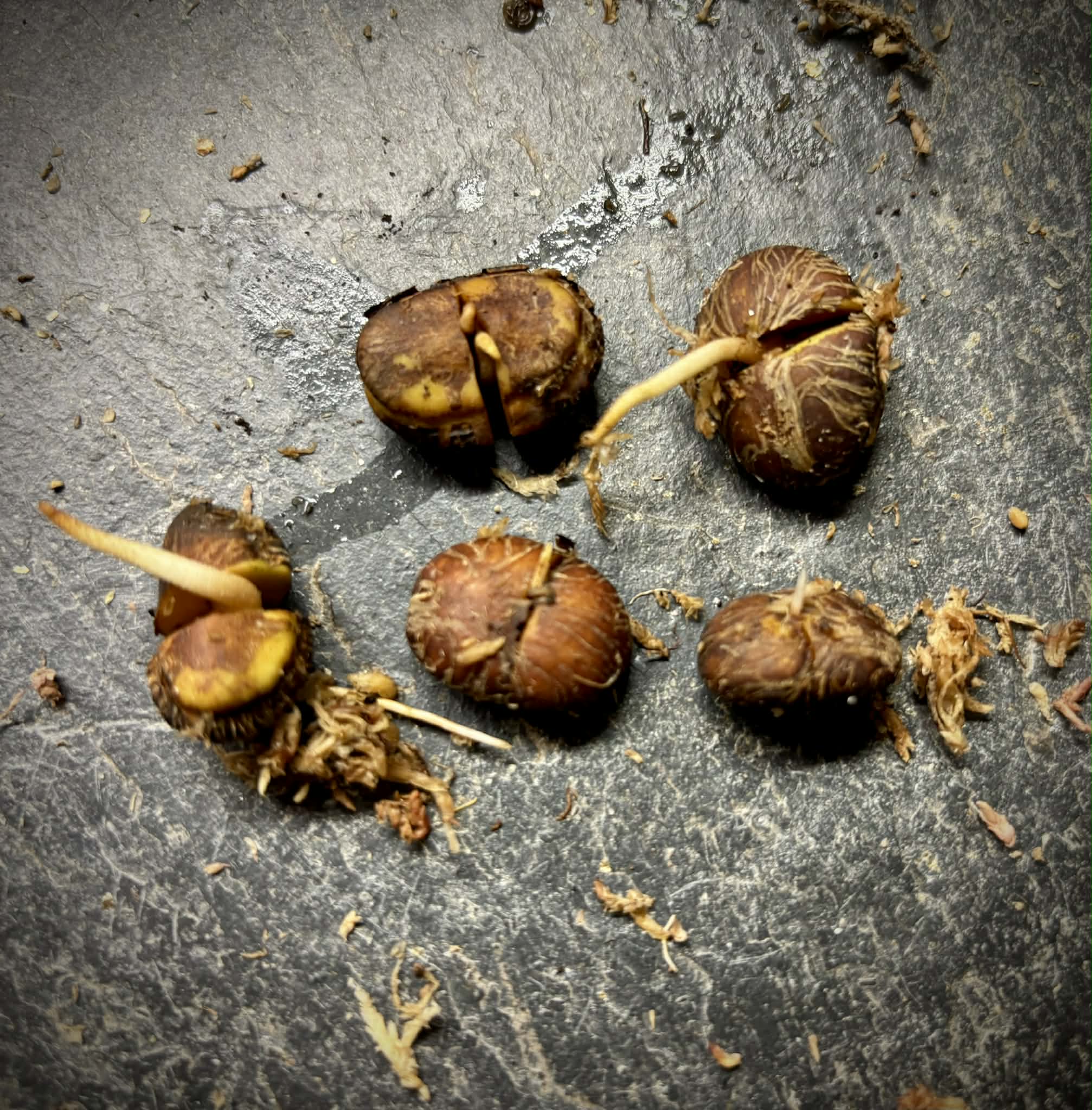 Aglaia sp Papua - 1 germinated seed / 1 gekeimter Samen