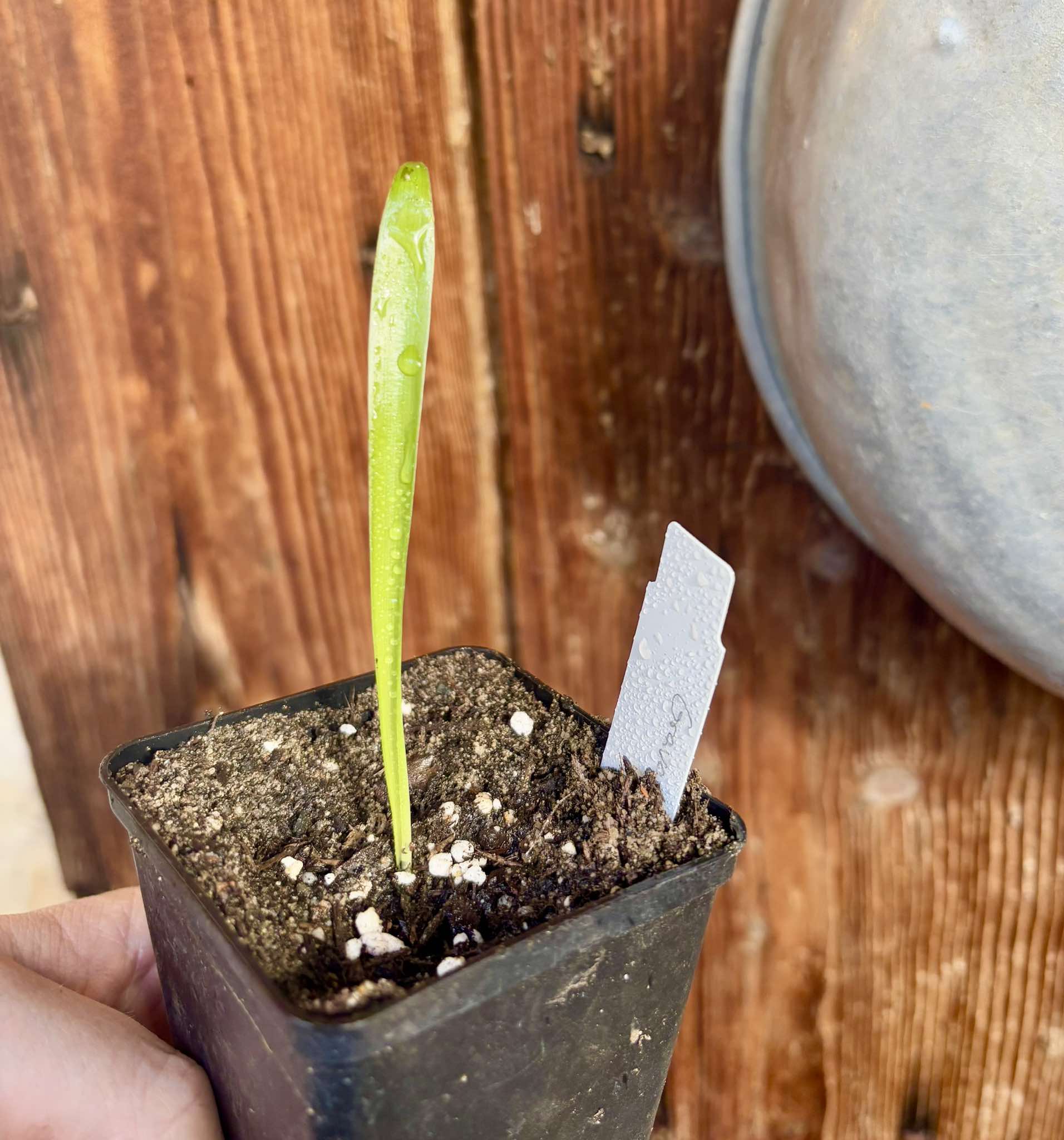 Gravata (Bromelia antiacantha)  -  1 small potted seedling / 1 kleiner, getopfter Sämling
