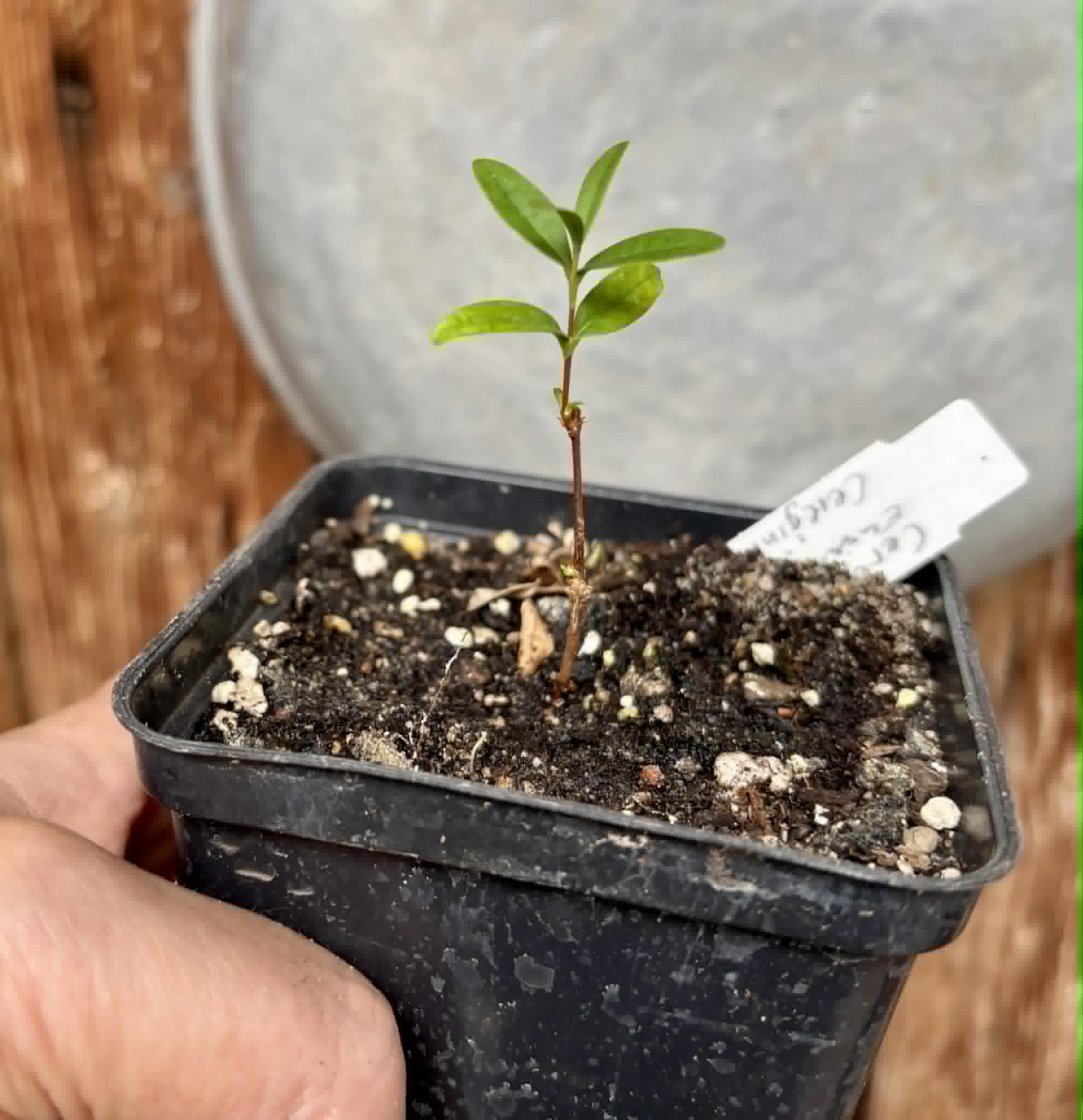 CEREJINHA DE JAGUARIÚNA - Eugenia punicifolia var. Oncas Doce - 1 potted plant / 1 getopfte Pflanze