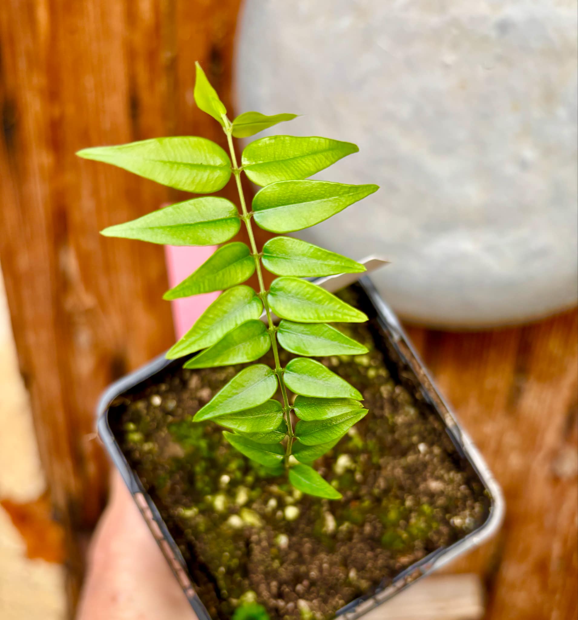 Myrciaria sp Maruim - 1 potted seedling / 1 getopfter Sämling