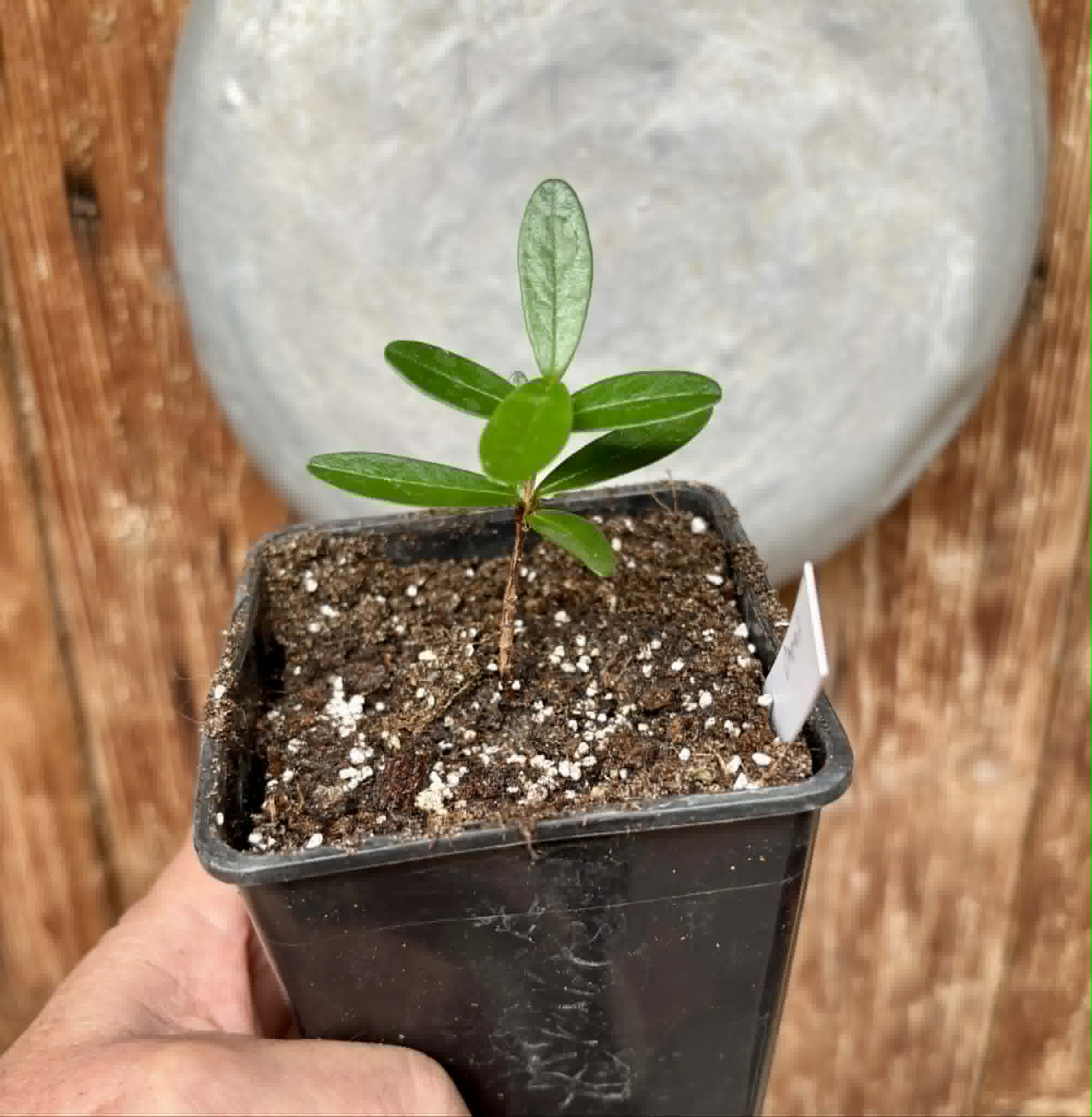 CEREJINHA DE JAGUARIÚNA - Eugenia punicifolia var. Oncas Doce - 1 potted plant / 1 getopfte Pflanze
