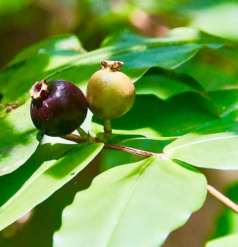 Mouriri myrtilloides - 1 germinated seed / 1 gekeimter Samen
