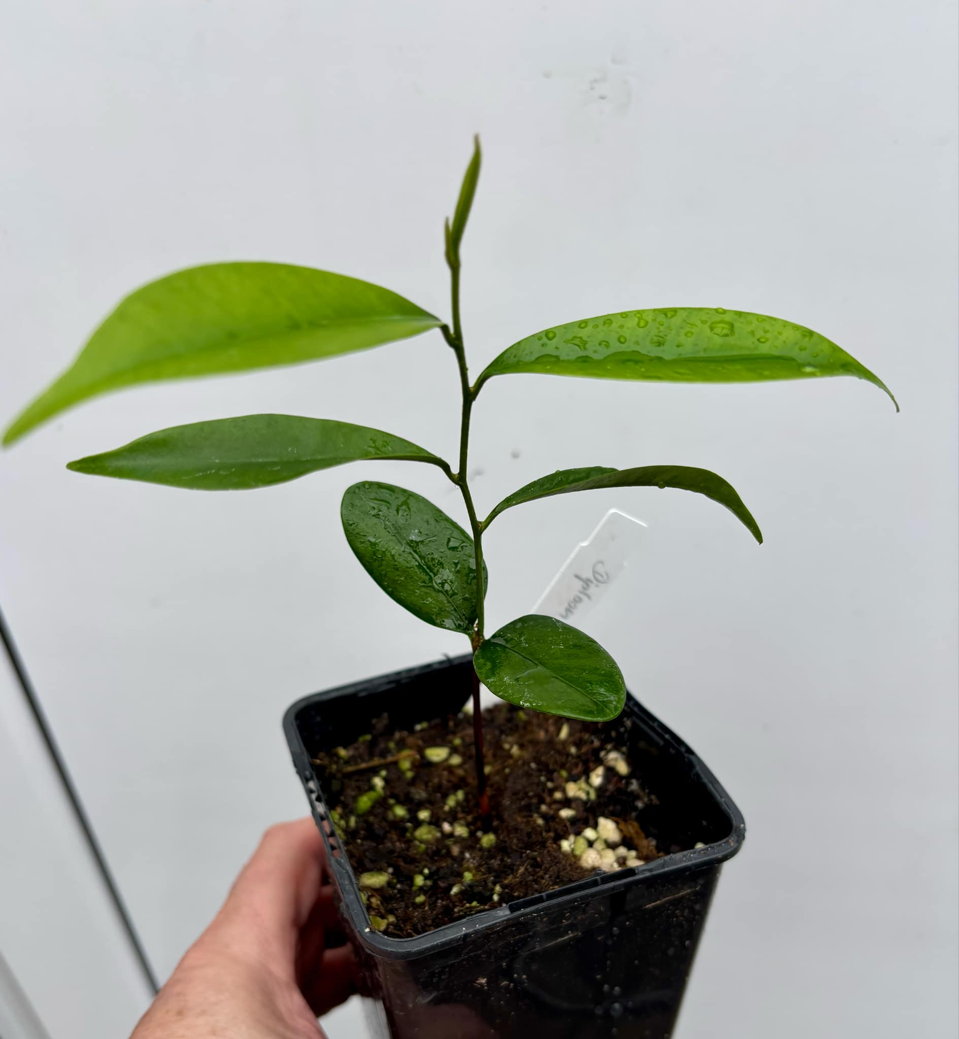 Diploon cuspidatum  -  1 potted seedling / 1 getopfter Sämling