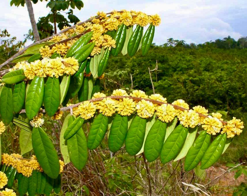 Tapura amazonica -  1 potted plant  / 1 getopfte Pflanze