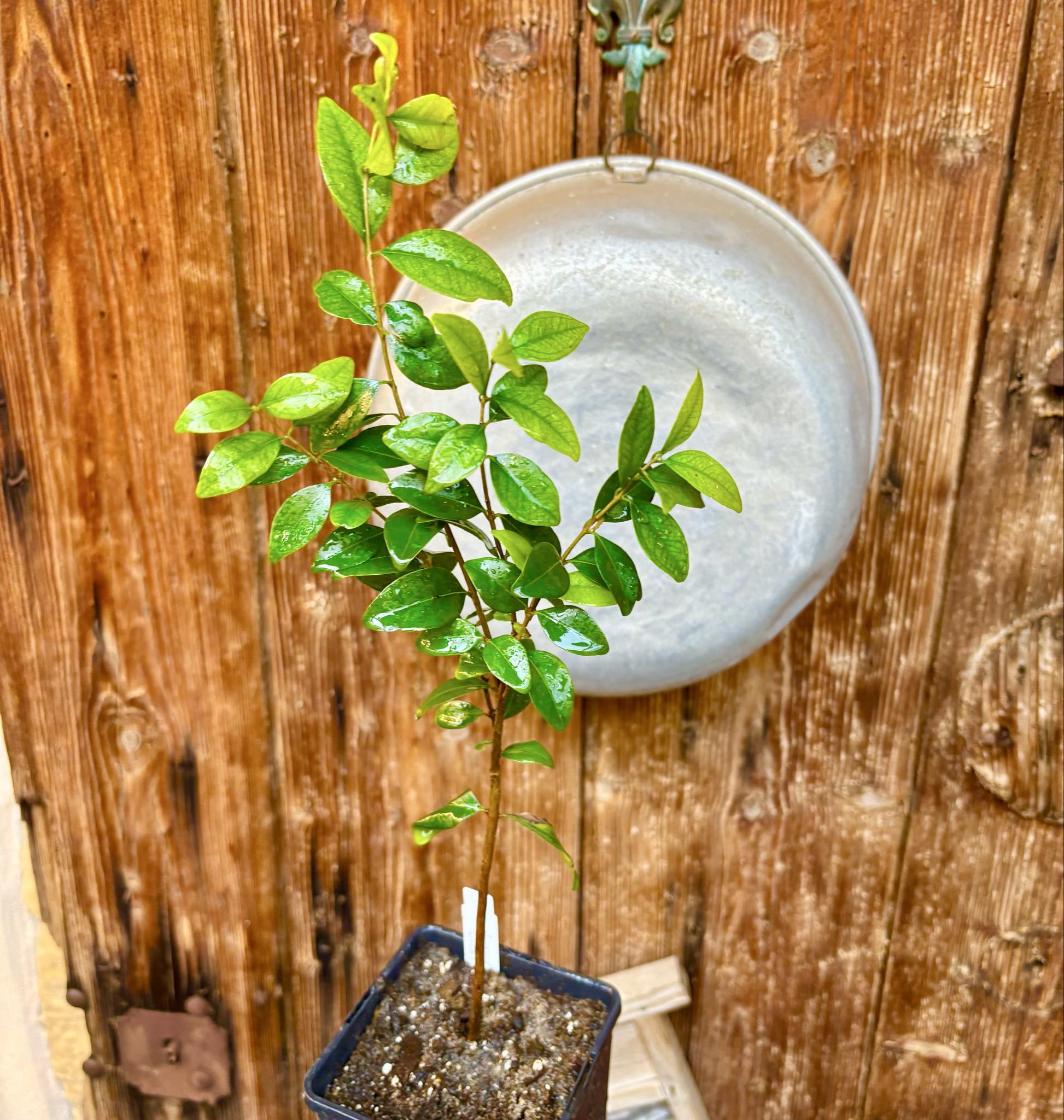  three years old - Eugenia repanda - 1 potted plant / 1 getopfte Pflanze