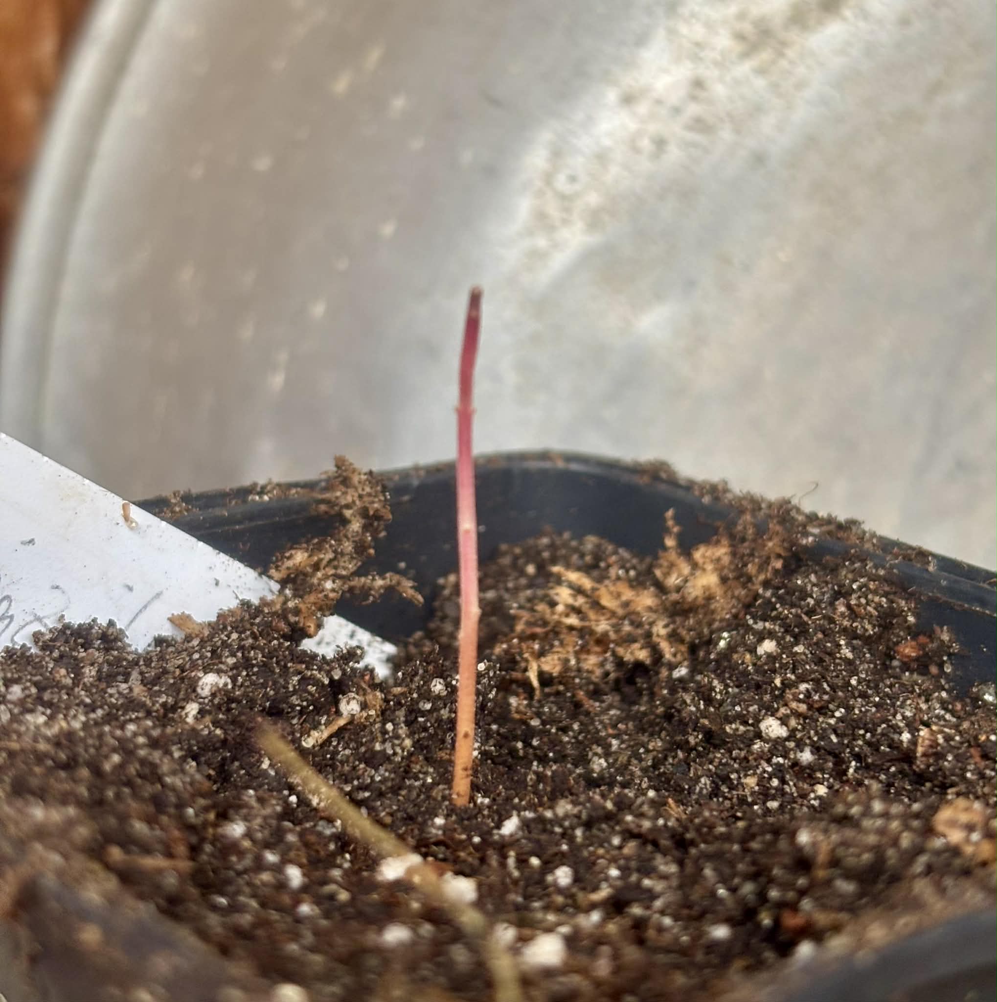 only 1 available - Eugenia sp Cajazinho -  1 potted seedling / 1 getopfter Sämling