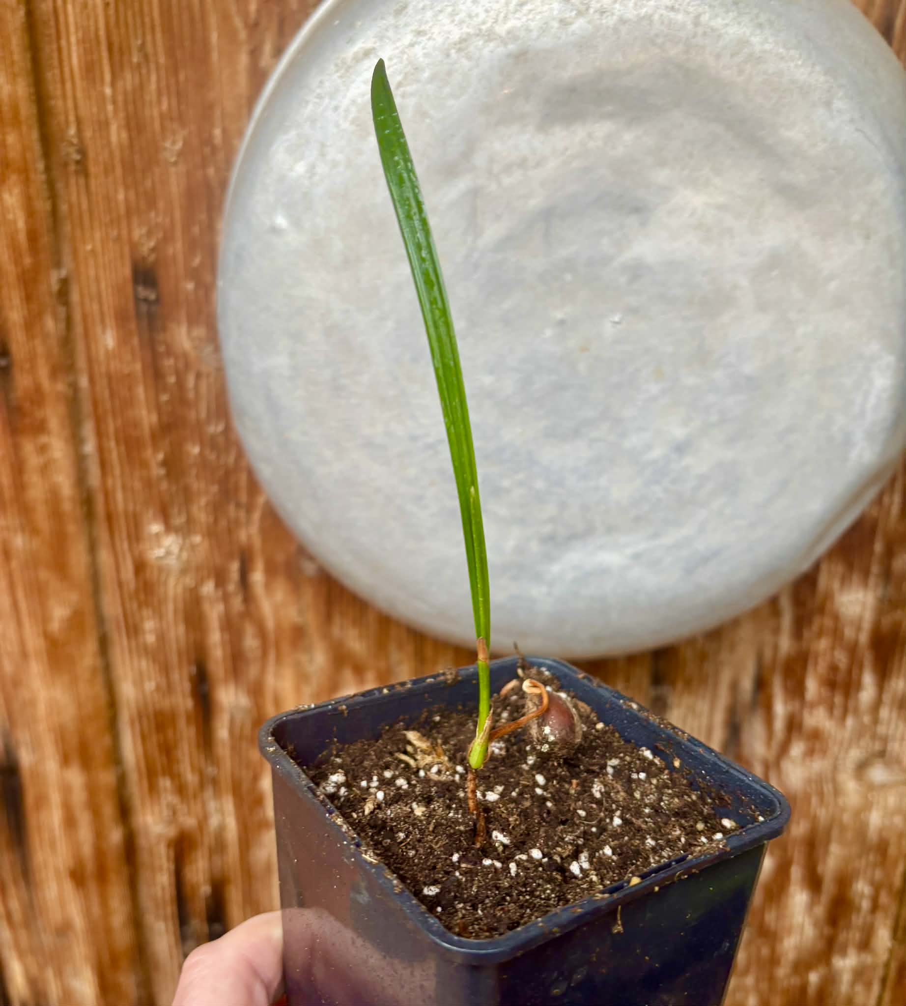 Coco de Raposa (Syagrus werdermannii) -  1 potted plant / 1 getopfte Pflanze