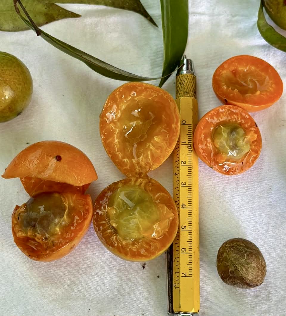 Myrciaria sp Pirangi - Rare exotic plant and seeds - Seltene exotische Pflanze und Samen