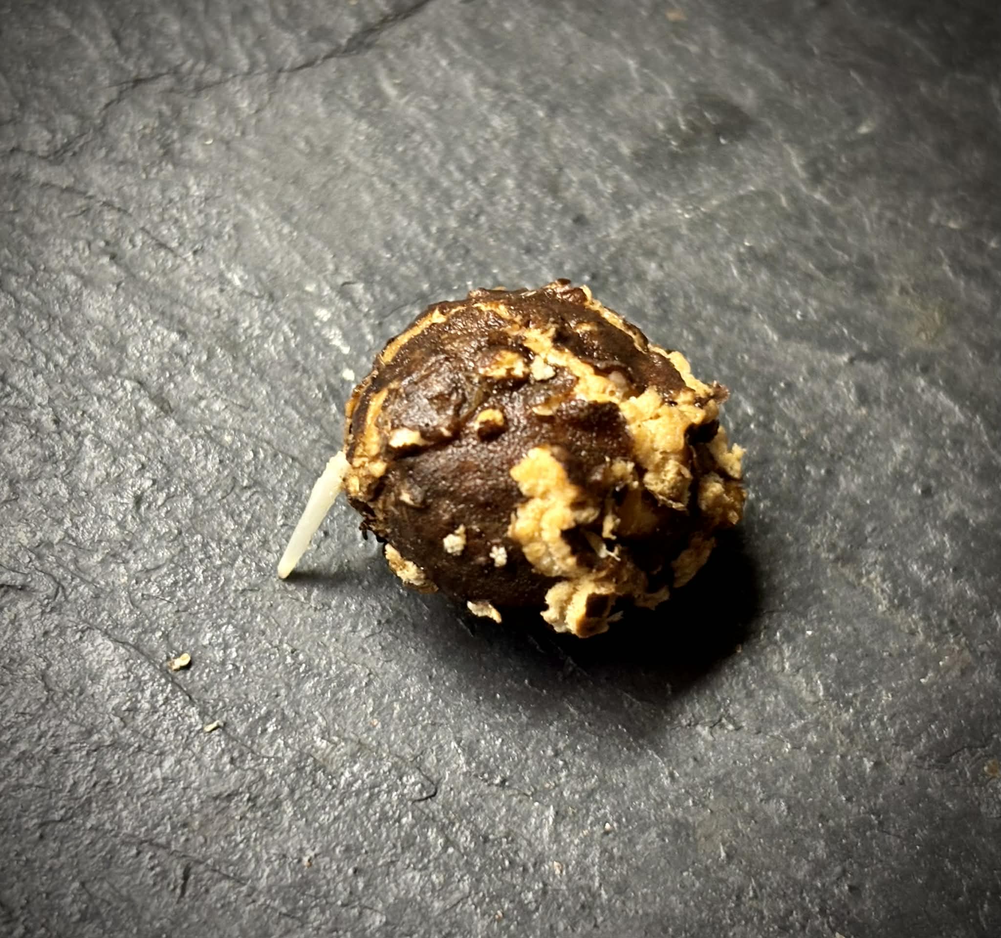 Octamyrtus glomerata - 1 germinated seed / 1 gekeimter Samen