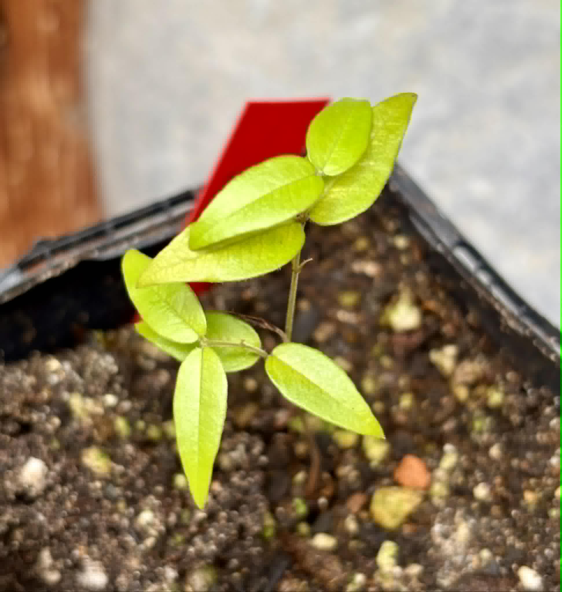 Plinia sp. do Frade - 1 potted seedling / 1 getopfter Sämling
