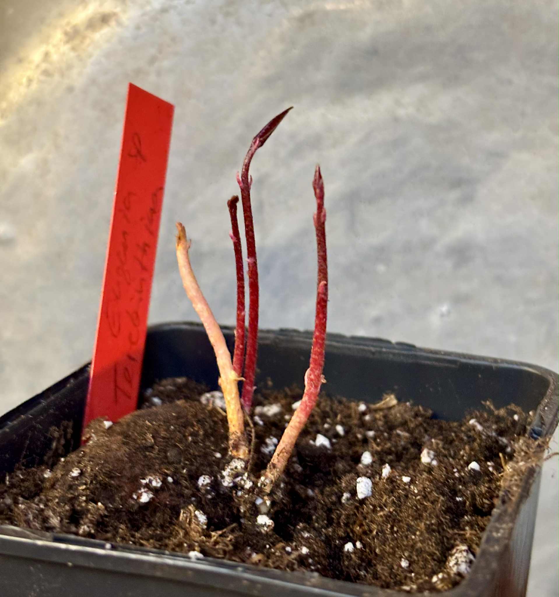 four-stemmed - vierstämmig - Eugenia sp Terebinthina - 1 potted seedling / 1 getopfter Sämling