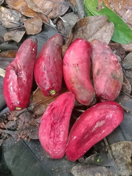 Pre Order - Garcinia latissima - 1 fresh seed / 1 frischer Samen