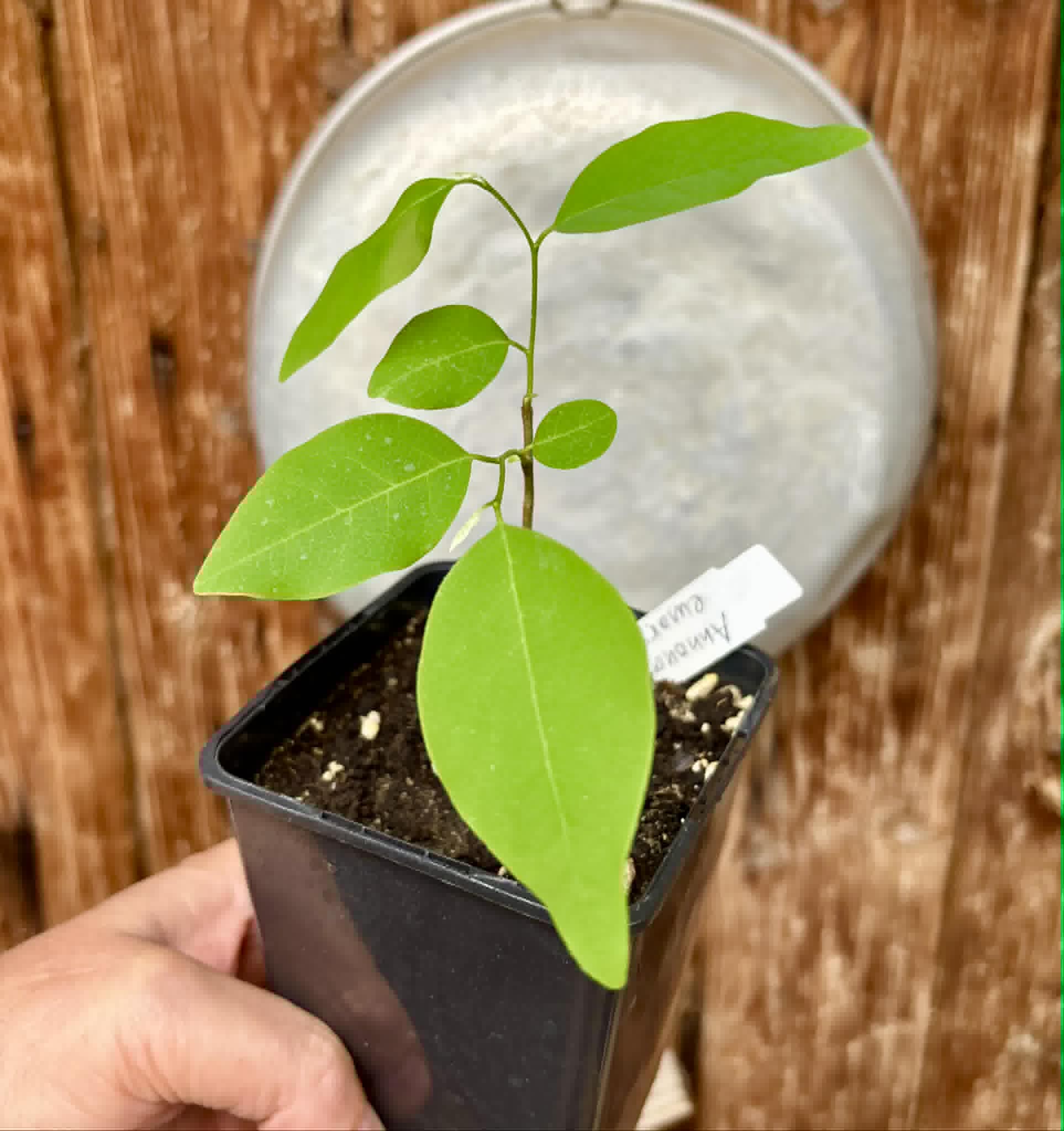 Annona emarginata - 1 potted plant / 1 getopfte Pflanze 