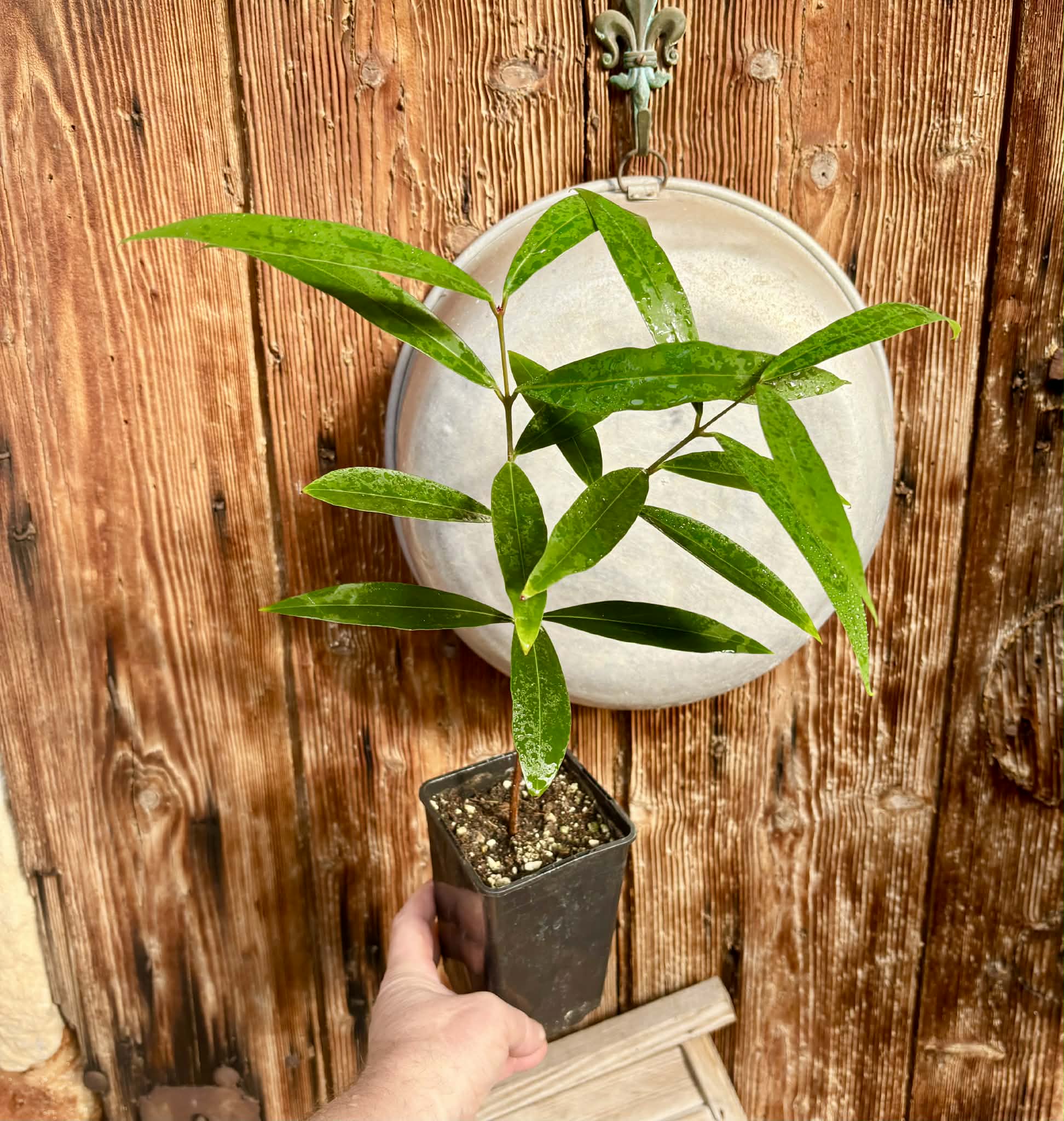 Eugenia sp Jambo da Mata -  1  potted seedling / 1 getopfter Sämling