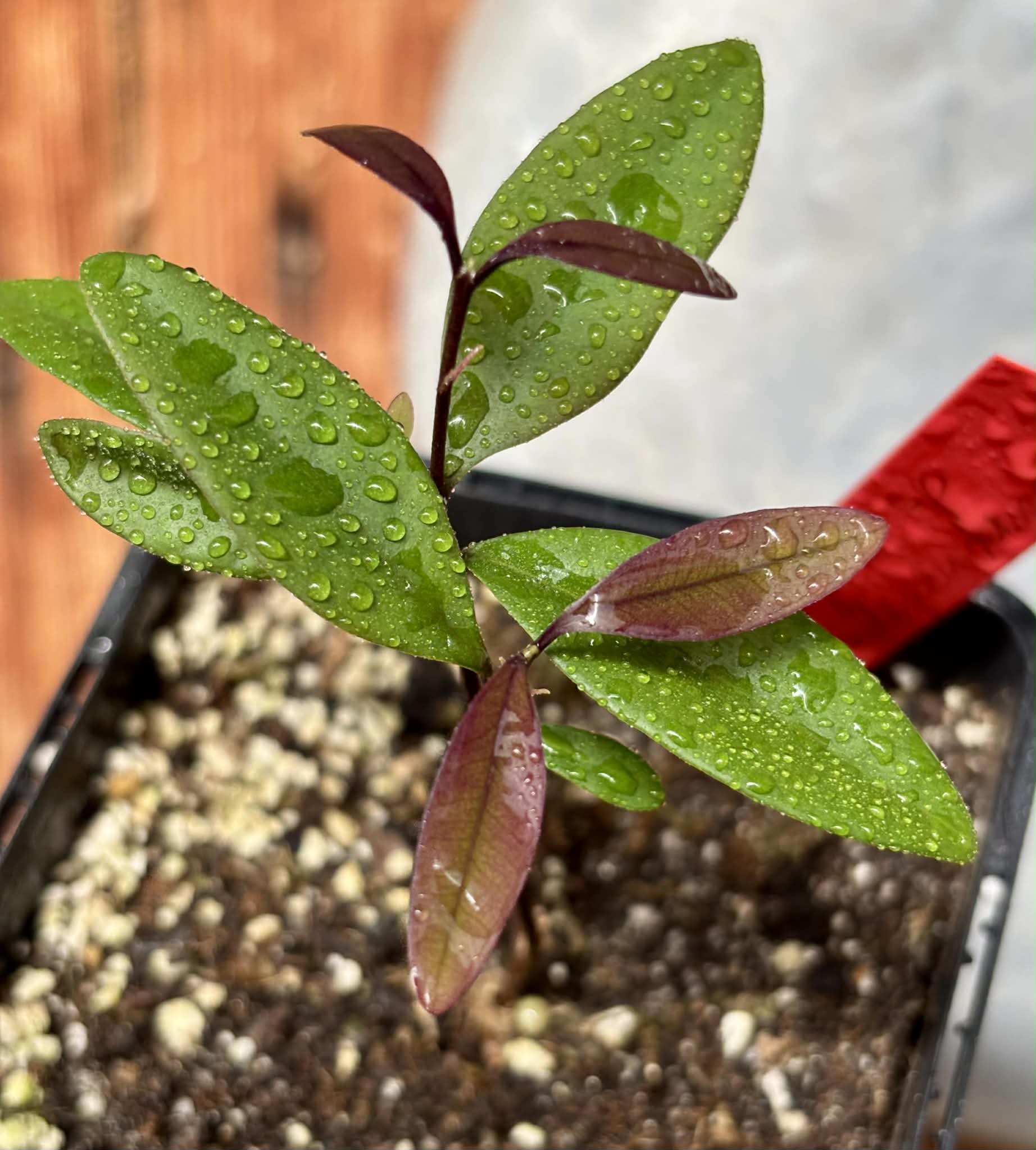 Eugenia sp Independencia - 1 potted plant / 1 getopfte Pflanze