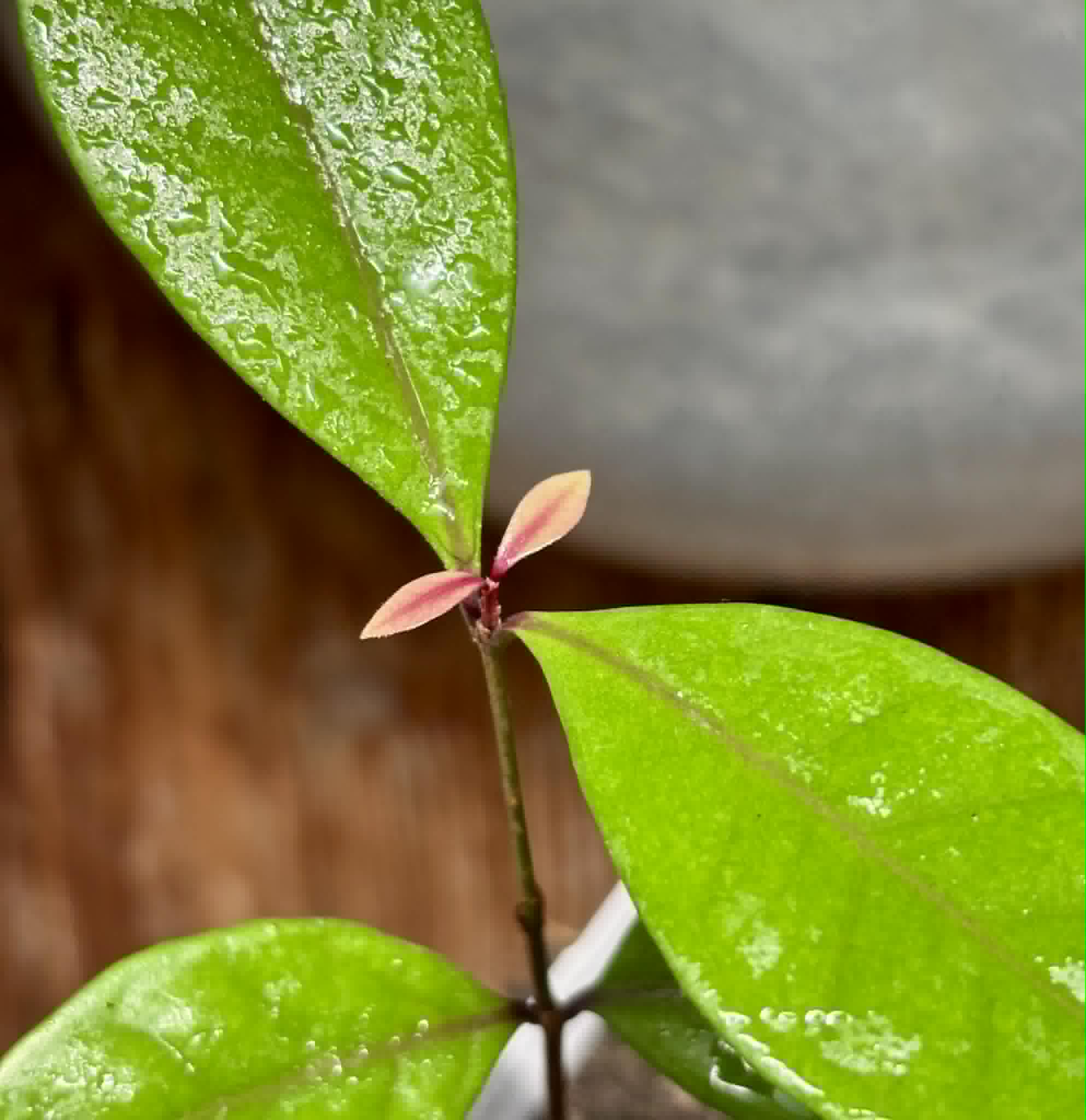Eugenia rotundifolia var. Maruim - 1 potted seedling / 1 getopfter Sämling