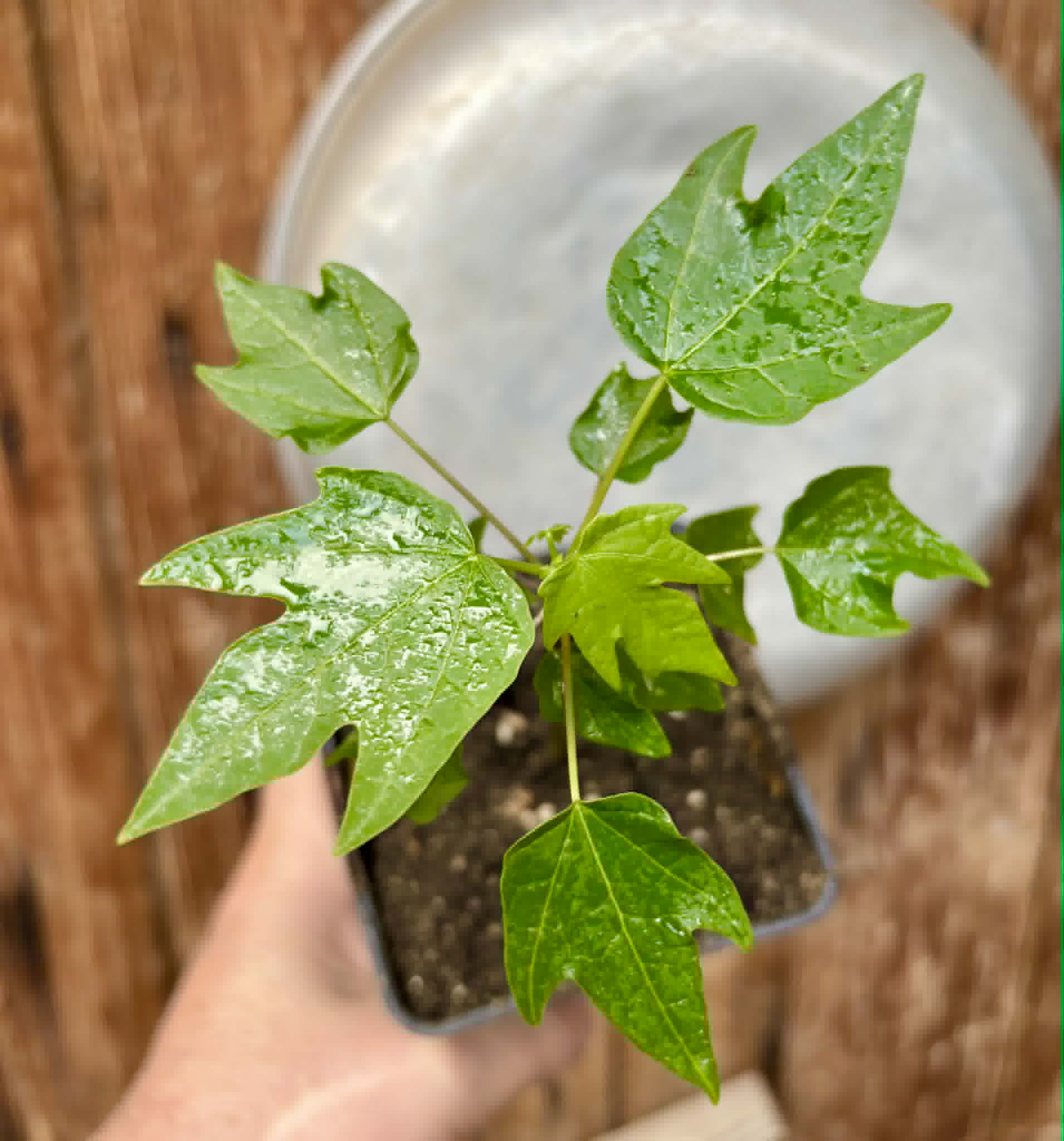Red Holland Papaya (Carica papaya) - 1 small potted seedling / 1 kleiner, getopfter Sämling