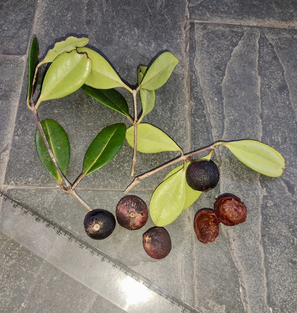 Plinia sp flavonoides -  1 fresh seed / 1 frischer Samen
