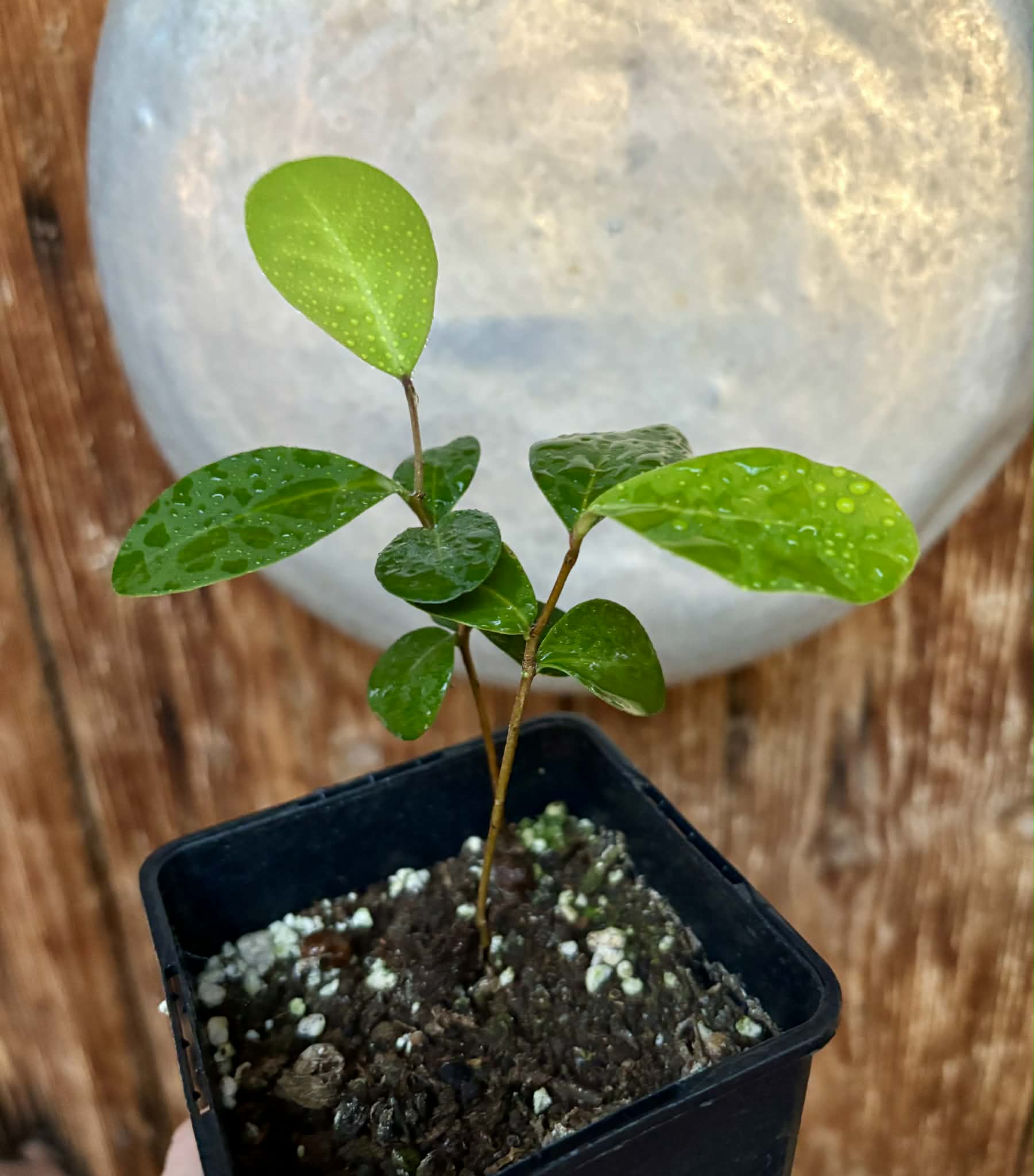 2 in 1 pot - Eugenia umbelliflora -  2 seedlings in one pot / 2 Sämlinge in einem Topf 