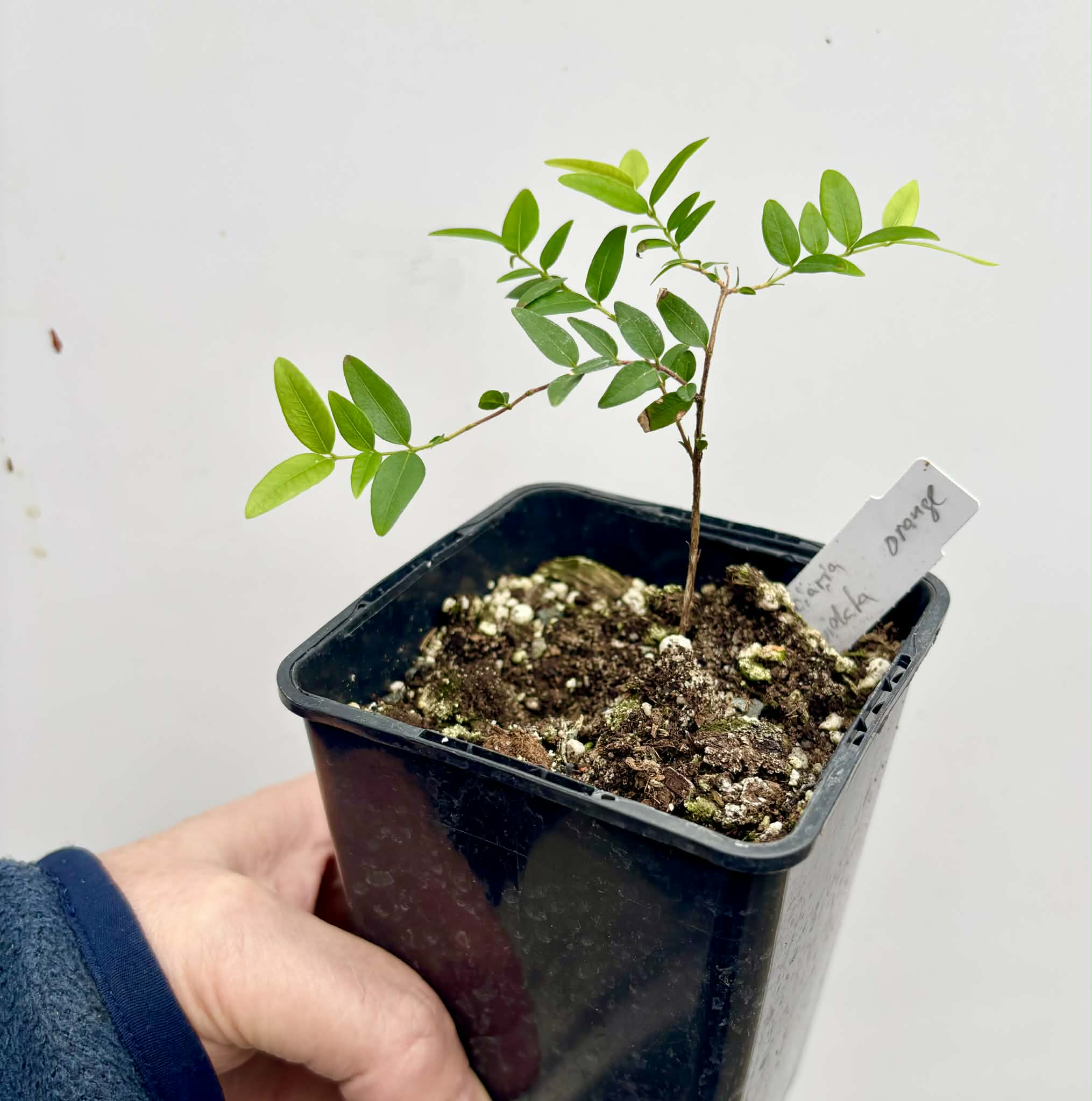 Myrciaria cuspidata ORANGE - 1 potted seedling / 1 getopfter Sämling