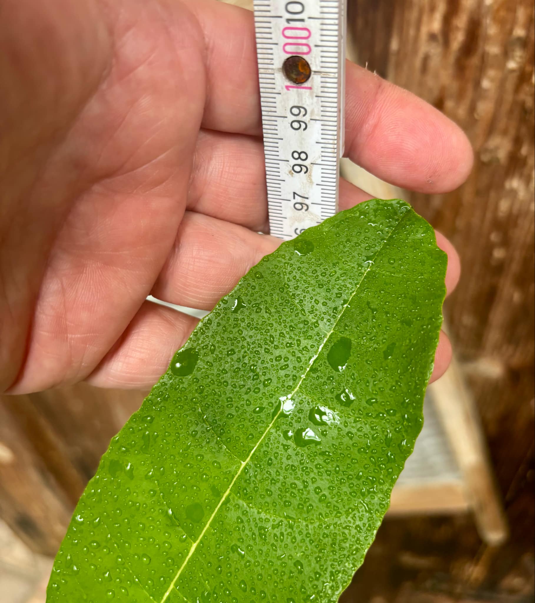 3 years old - Red Jackfruit (Artocarpus heterophyllus) - 1 pottet plant, 1 getopfte Pflanze