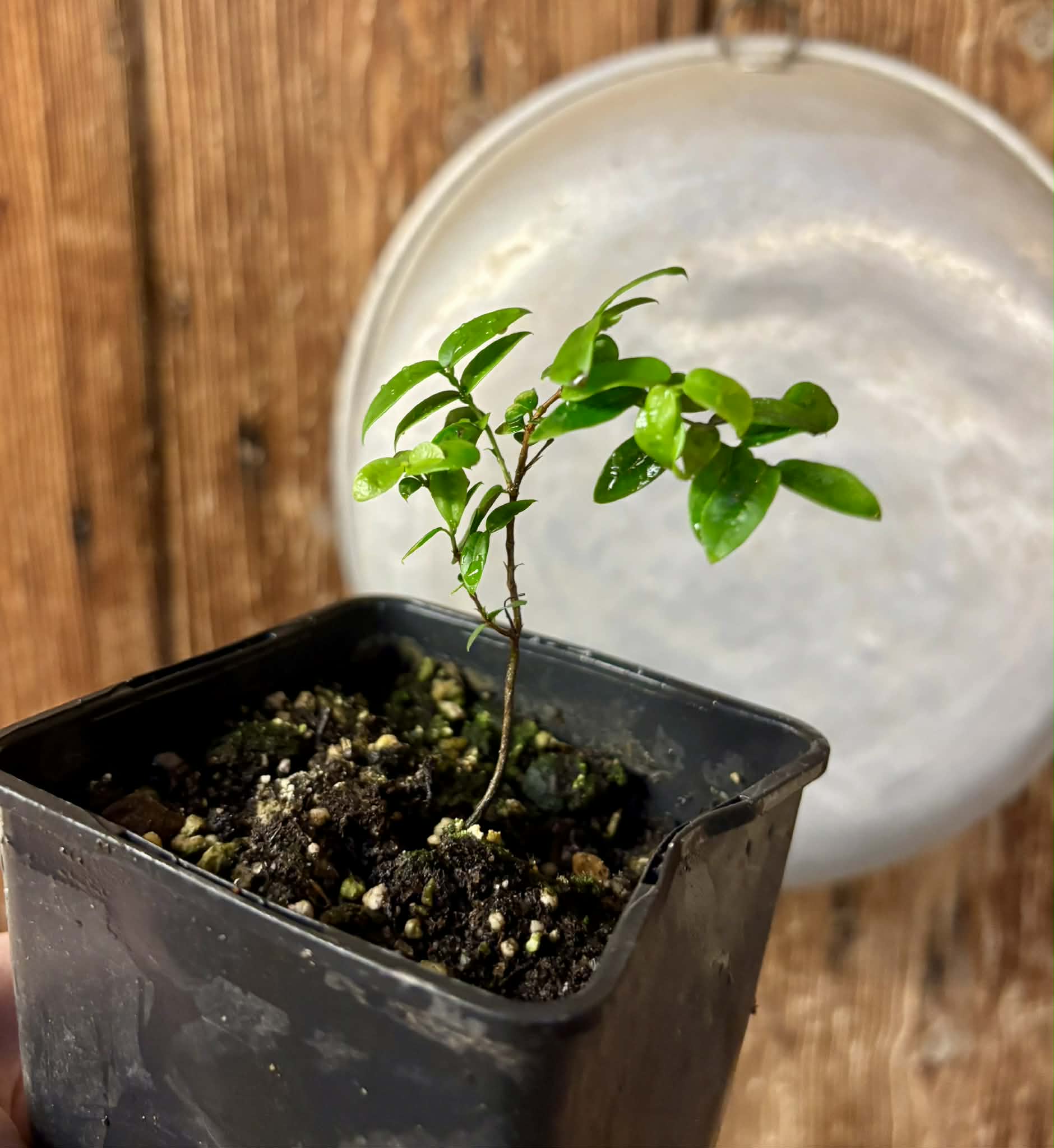 Plinia sp Cruz de Diamantina - 1 small potted plant/ 1 kleine, getopfte Pflanze