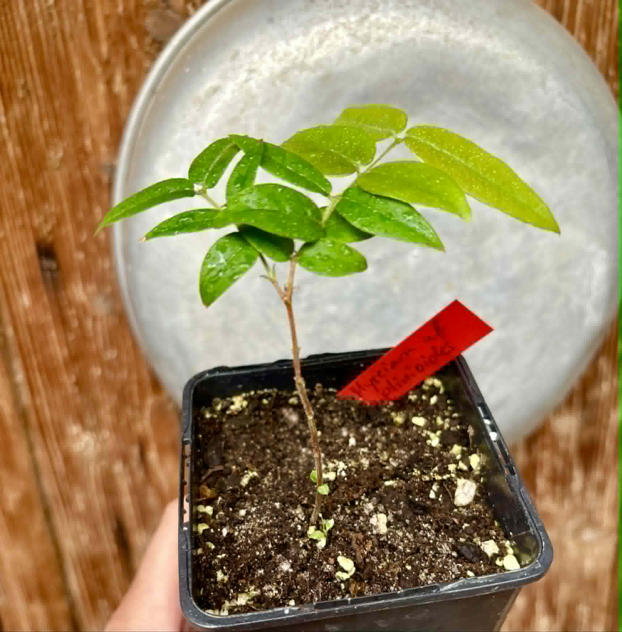 Myrciaria aff plinioides-  1 potted seedling / 1 getopfter Sämling