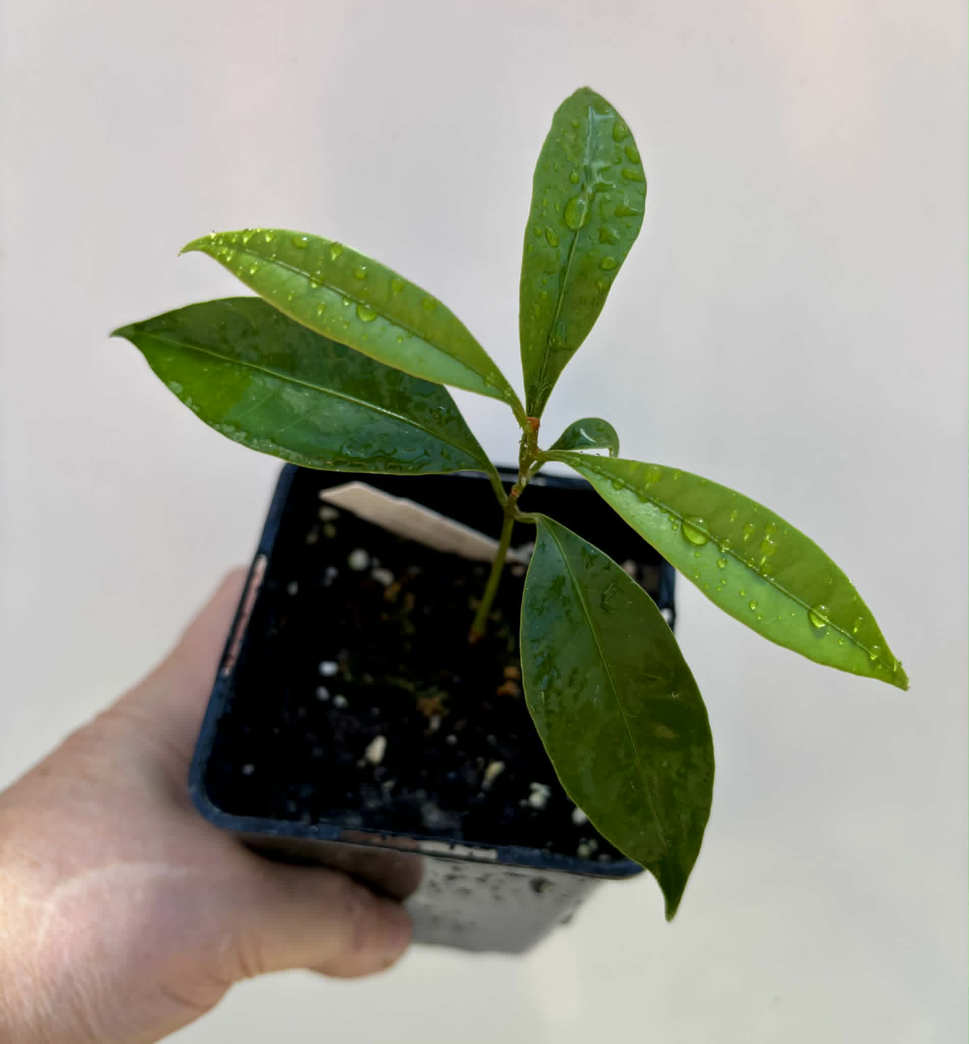 Pouteria aff egregia  -  1 potted seedling / 1 getopfter Sämling