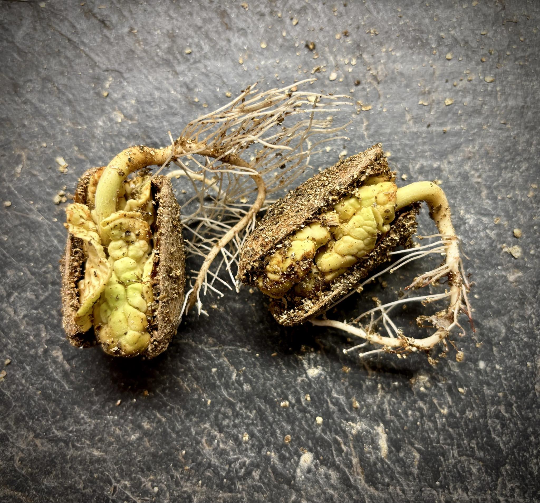 Chupa-Chupa (Matisia cordata)  -  1 germinated seed / 1 gekeimter Samen