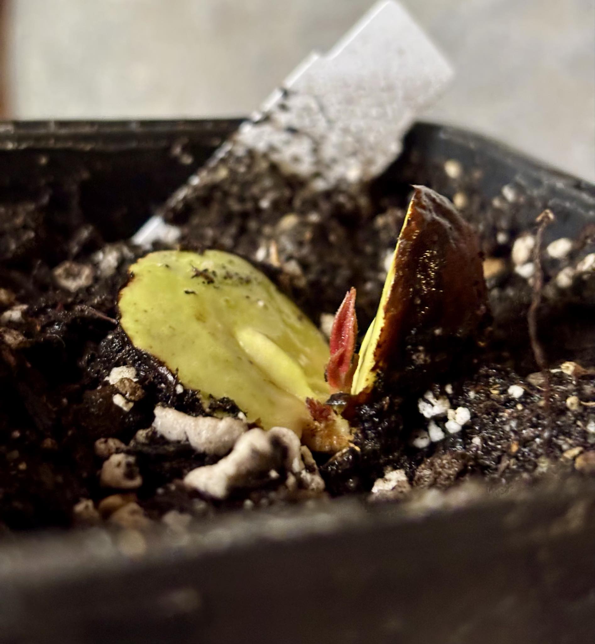 Plinia longiacuminata -  1 small potted seedling / 1 kleiner, getopfter Sämling