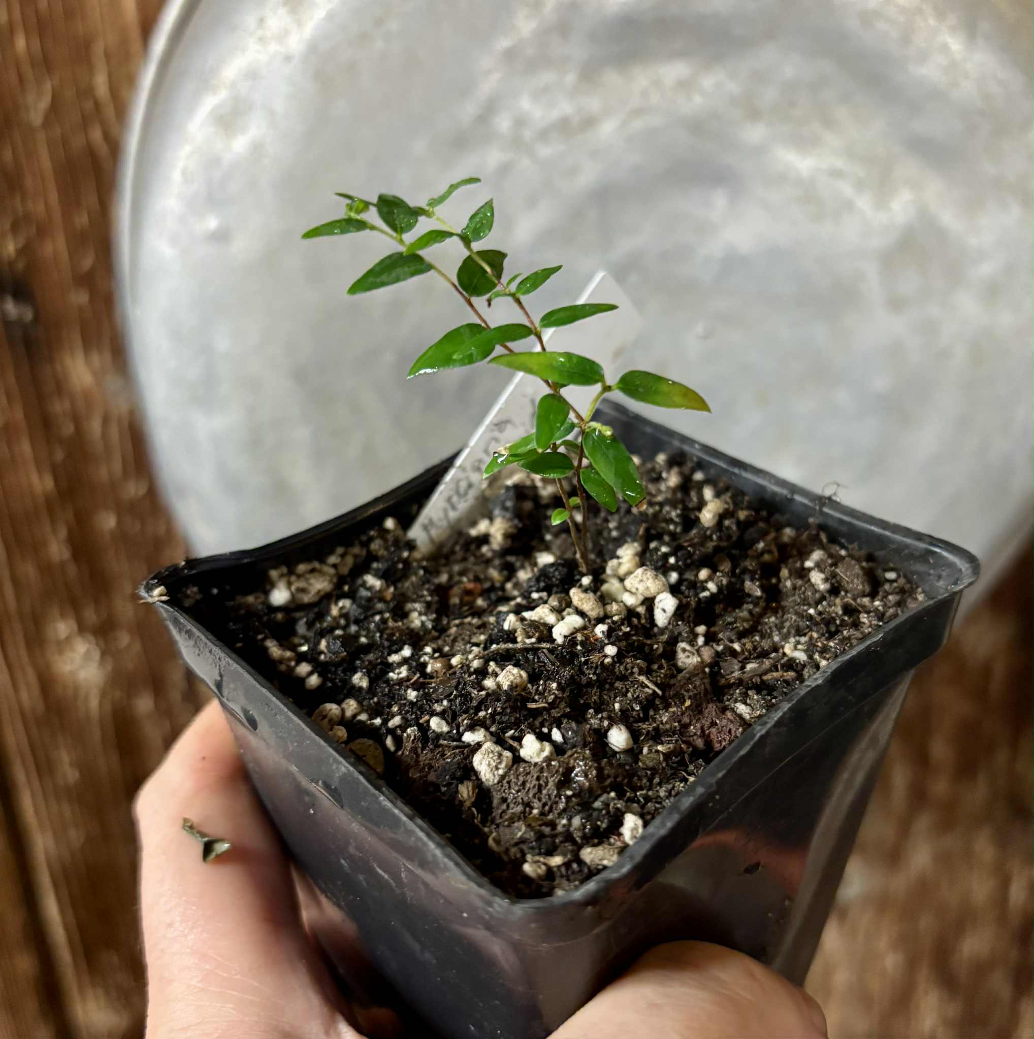 Myrciaria cuspidata YELLOW - 1 small potted plant / 1 kleine, getopfte Pflanze