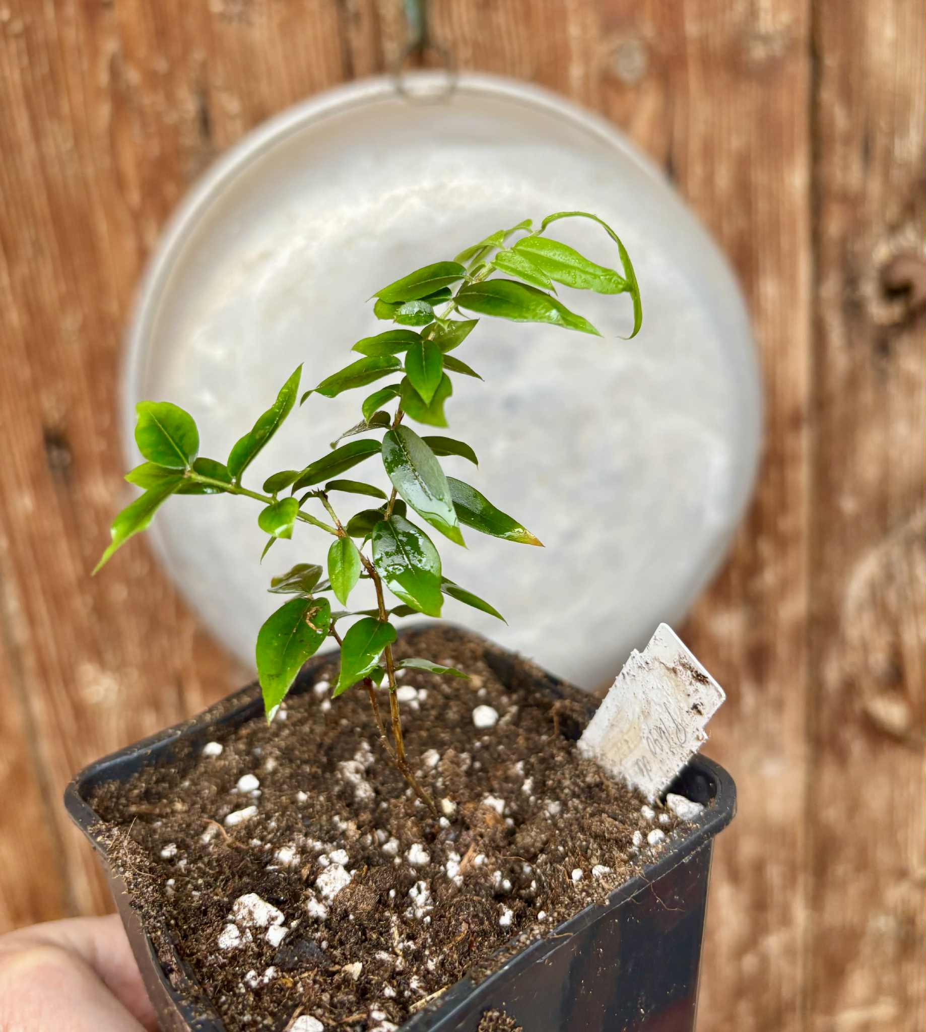 Jaboticaba - Plinia sp Pingo de Mel (Vilela A3) -  1 potted seedling / 1  getopfter Sämling