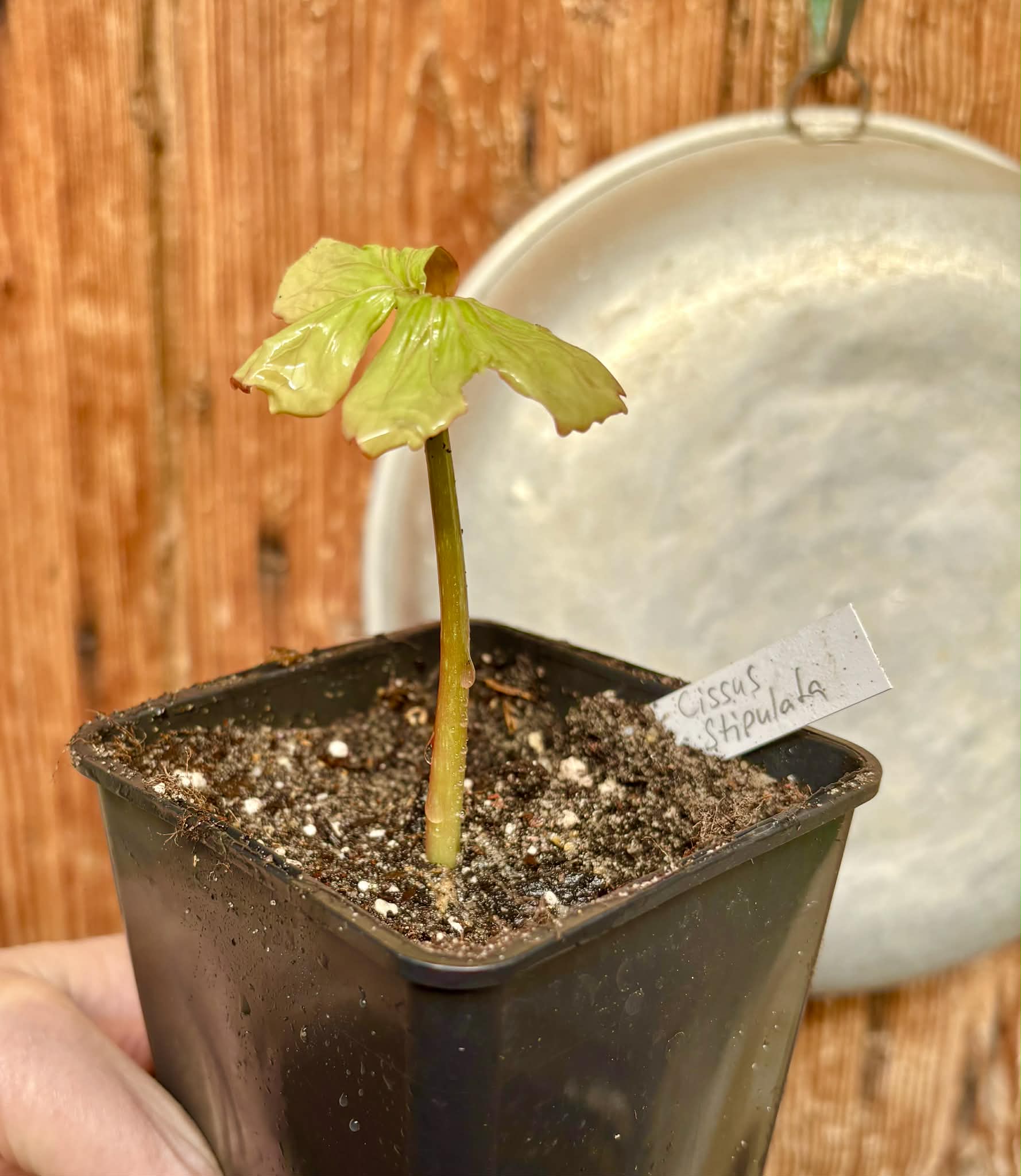Uva do Mato de Mico-Dourado (Cissus stipulata) - 1 potted seedling / 1 getopfter Sämling