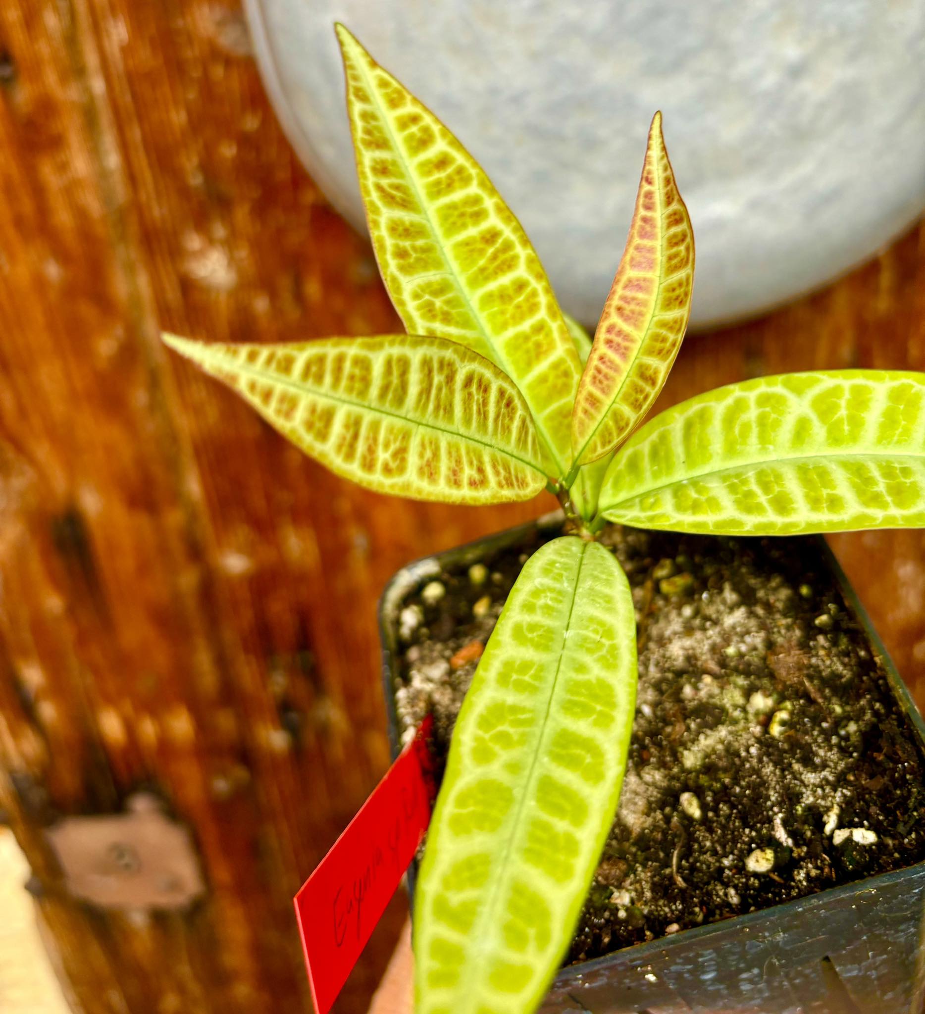 Eugenia sp Labisia -  1 potted plant / 1 getopfte Pflanze